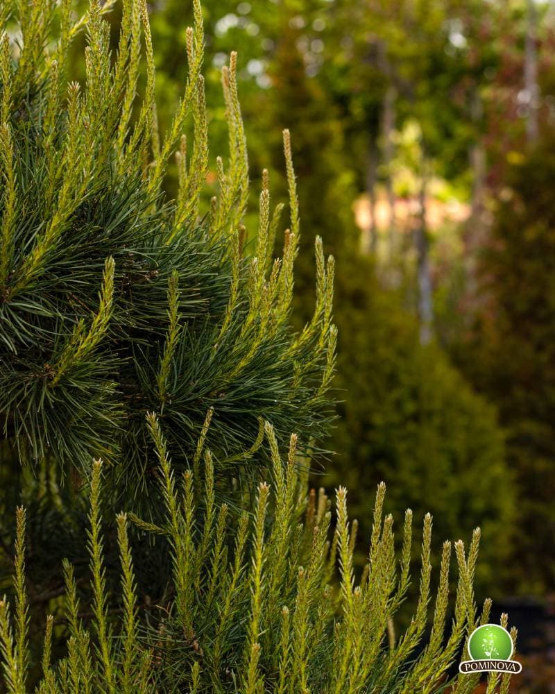 Pin de padure globular thumbnail 2