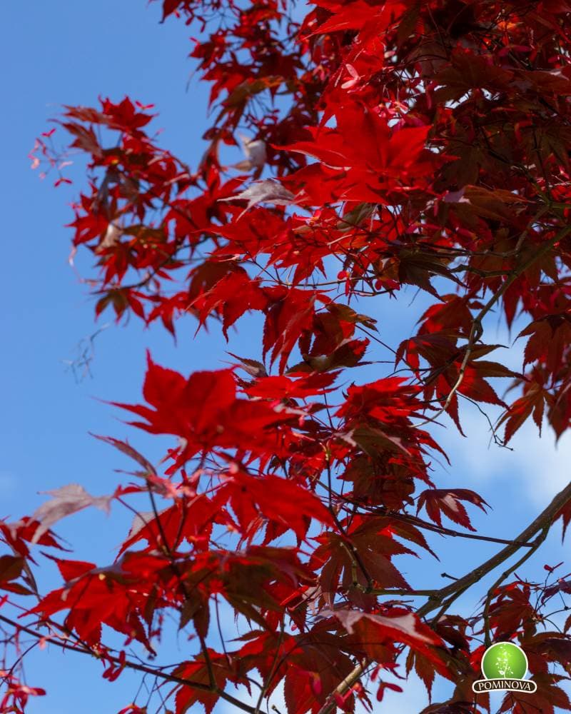 Artar japonez thumbnail 3