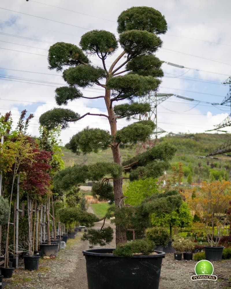 Pinus sylvestris- Pin topiar bonsai — imagine 1