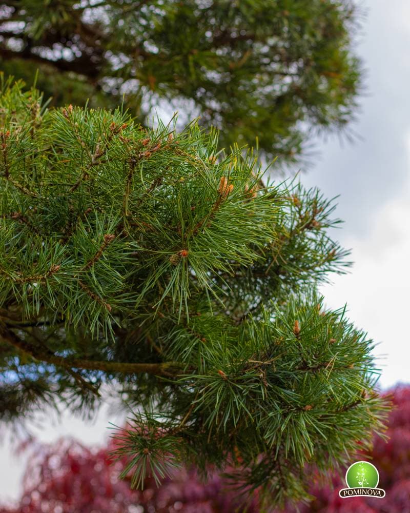 Pinus sylvestris- Pin topiar bonsai thumbnail 2