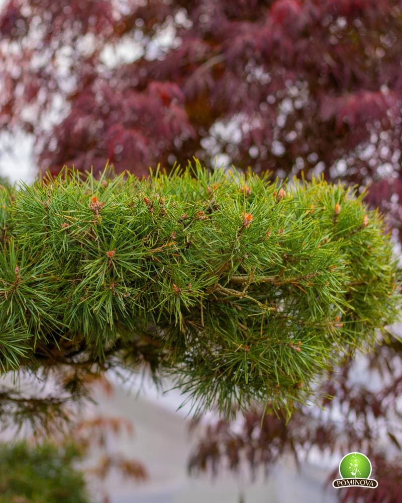 Pinus sylvestris- Pin topiar bonsai thumbnail 3