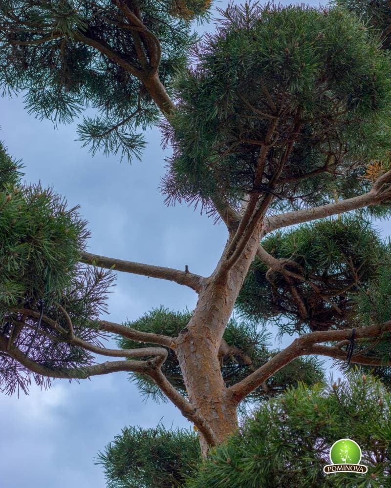 Pinus sylvestris- Pin topiar bonsai thumbnail 4
