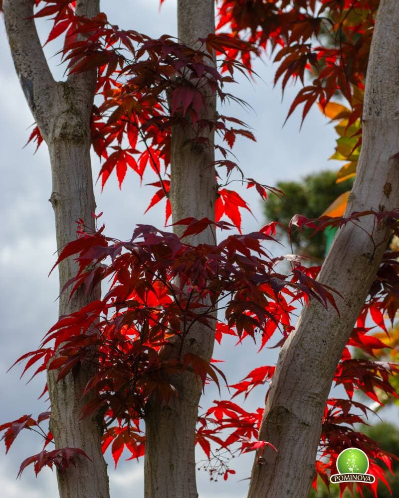 Artar japonez thumbnail 5