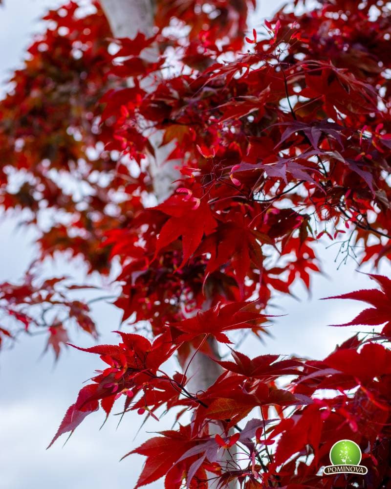 Artar japonez thumbnail 4