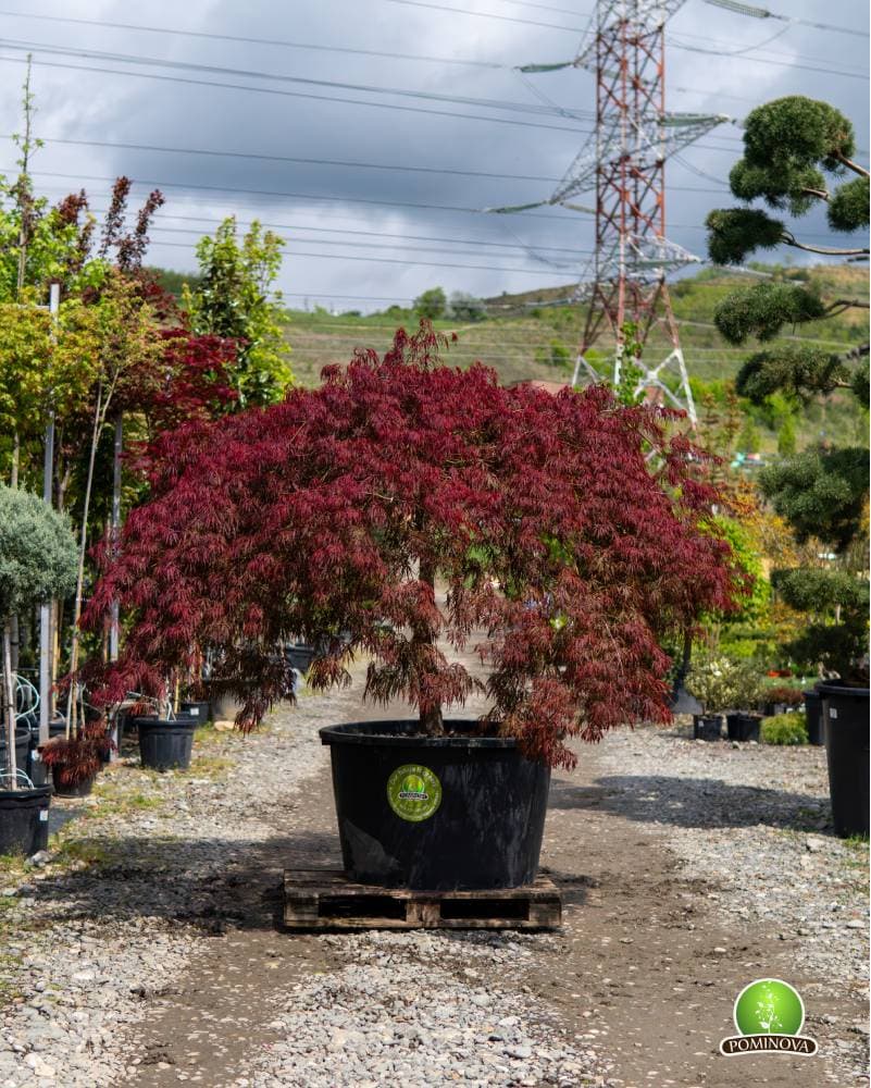 Artar japonez roșu altoit