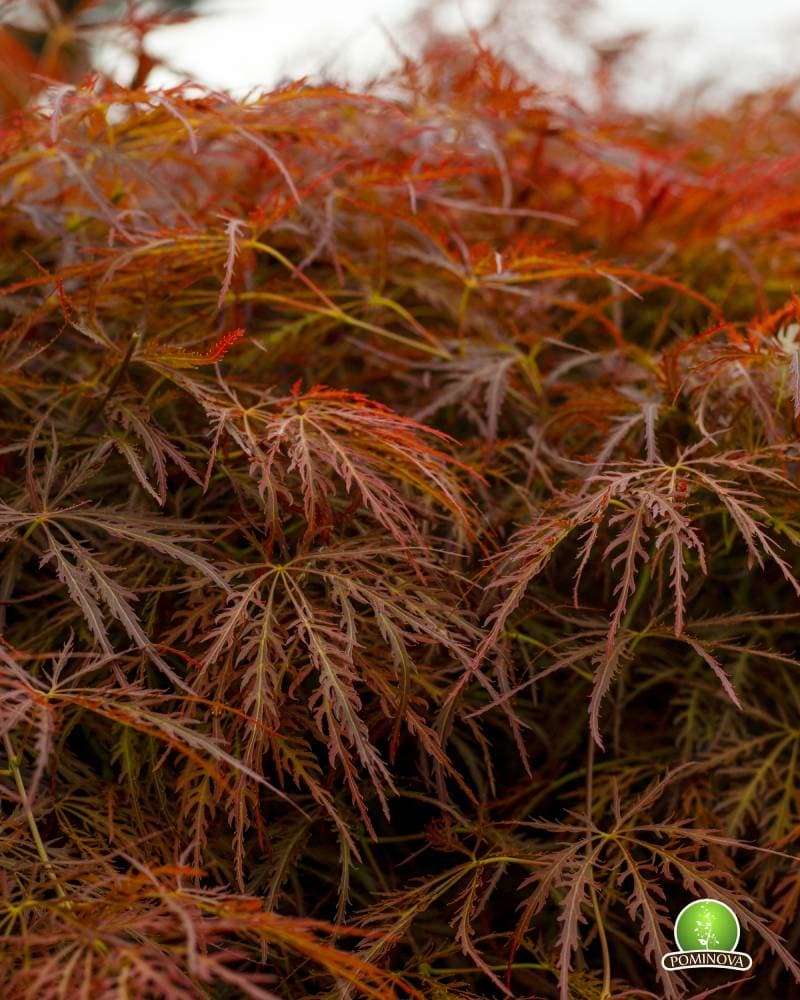 Artar japonez roșu altoit thumbnail 2