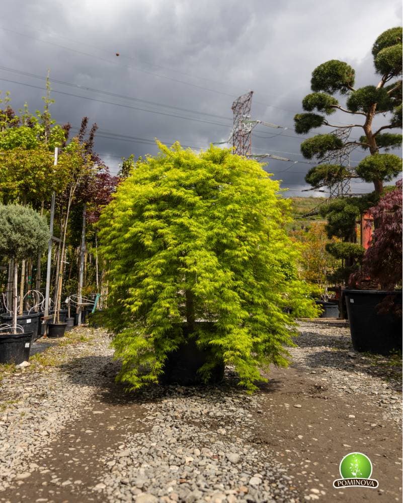 Artar japonez altoit thumbnail 2