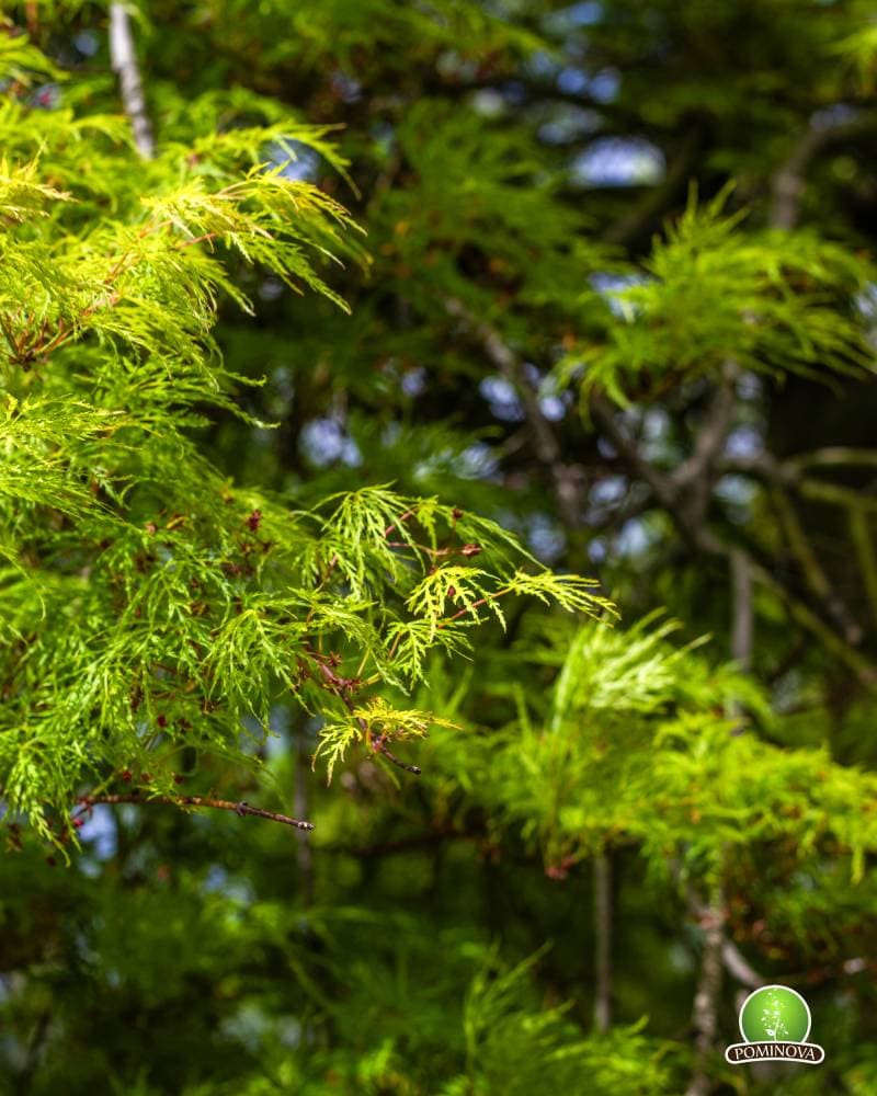 Artar japonez altoit thumbnail 3