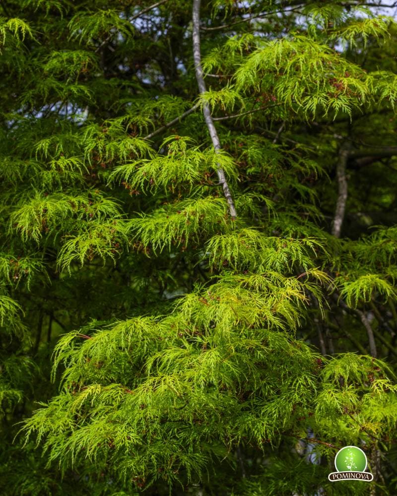 Artar japonez altoit thumbnail 4