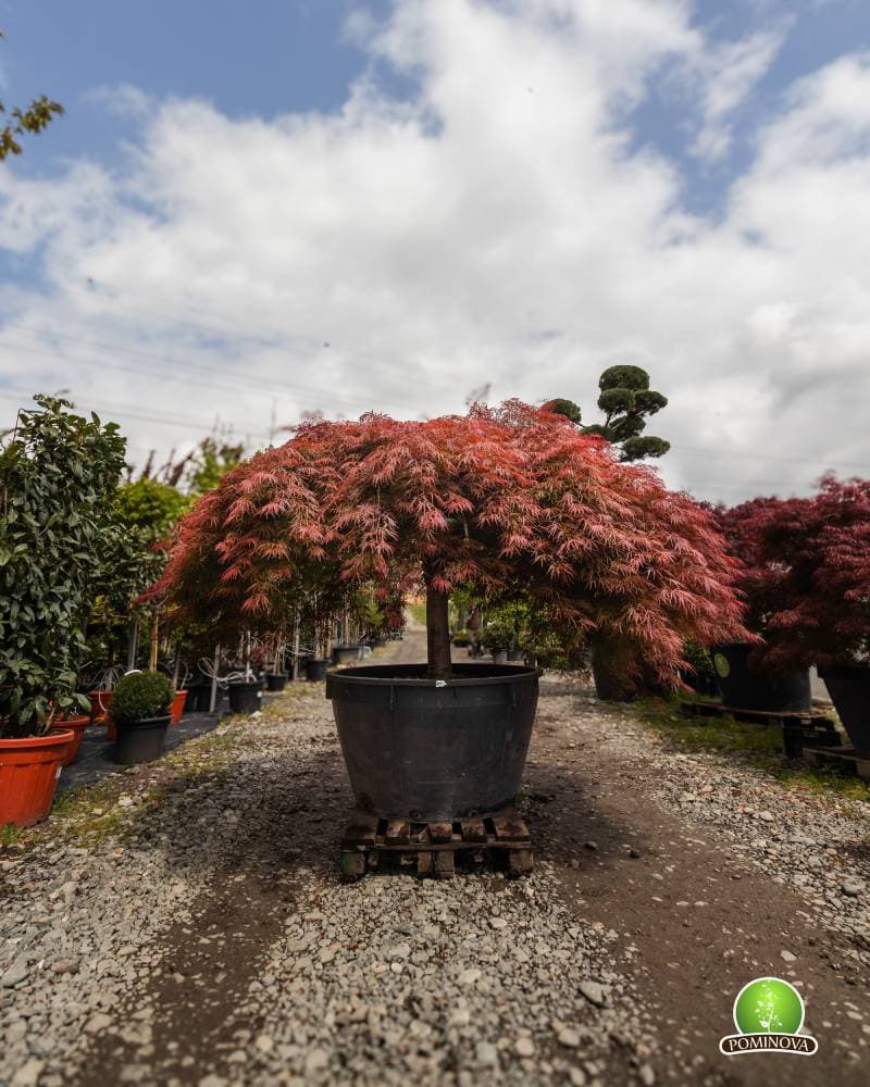 Artar japonez roșu altoit thumbnail 3