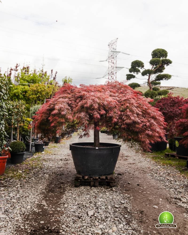 Artar japonez roșu altoit thumbnail 4