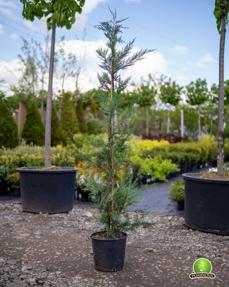 Chiparos leiland thumbnail 4