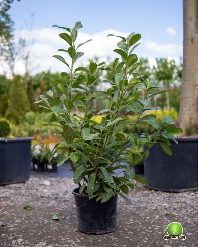 Laur englezesc — imagine 1