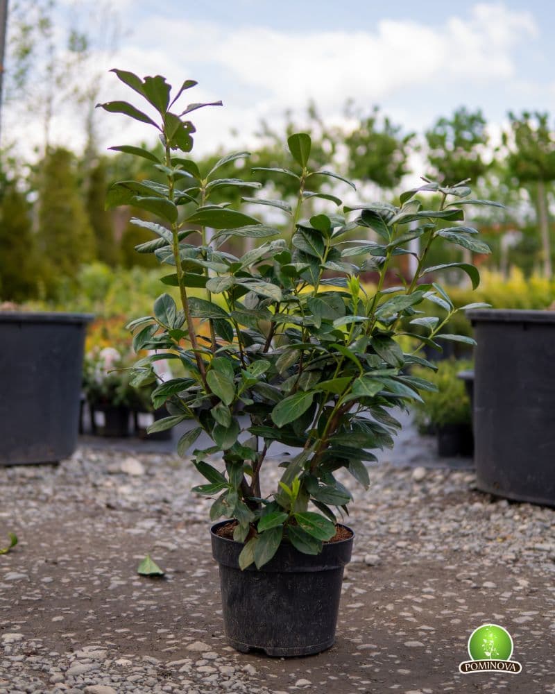 Laur englezesc thumbnail 4