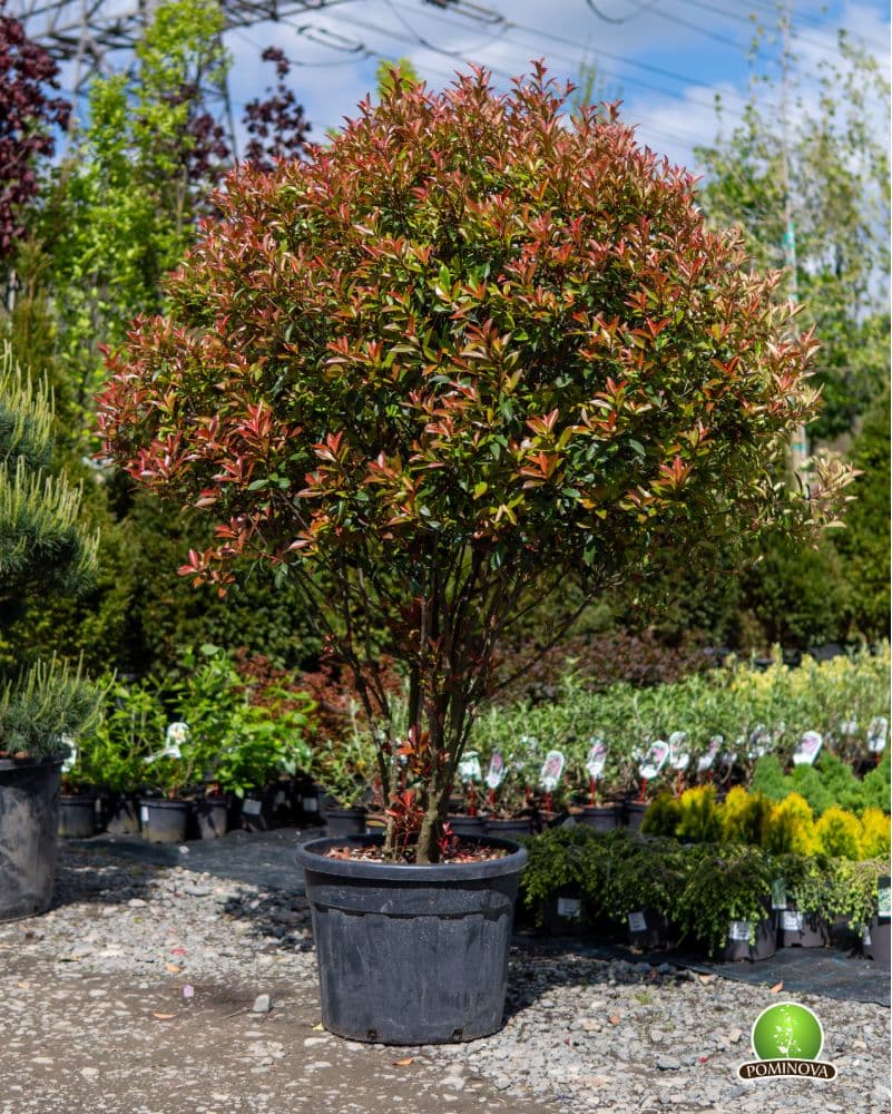 Multitrunchiuri Globular — imagine 1