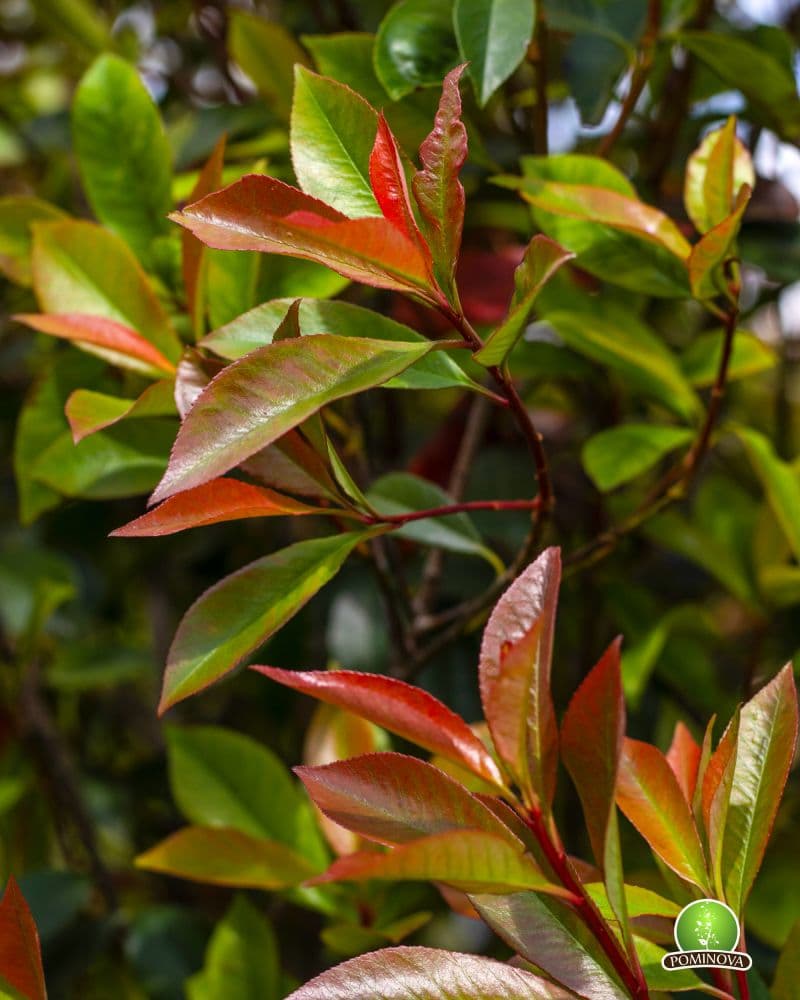 Multitrunchiuri Globular thumbnail 2