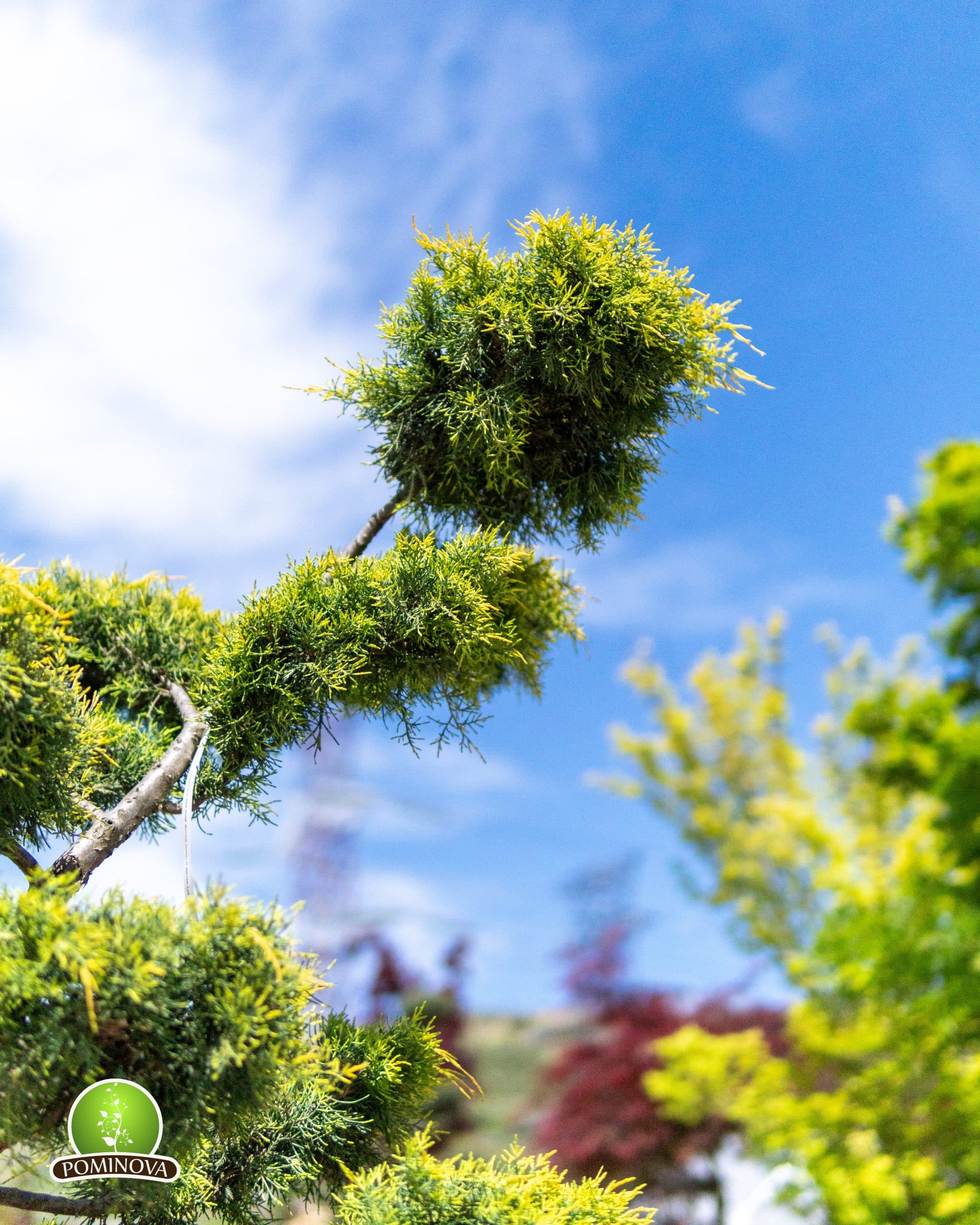 Ienupar topiar tip bonsai thumbnail 2