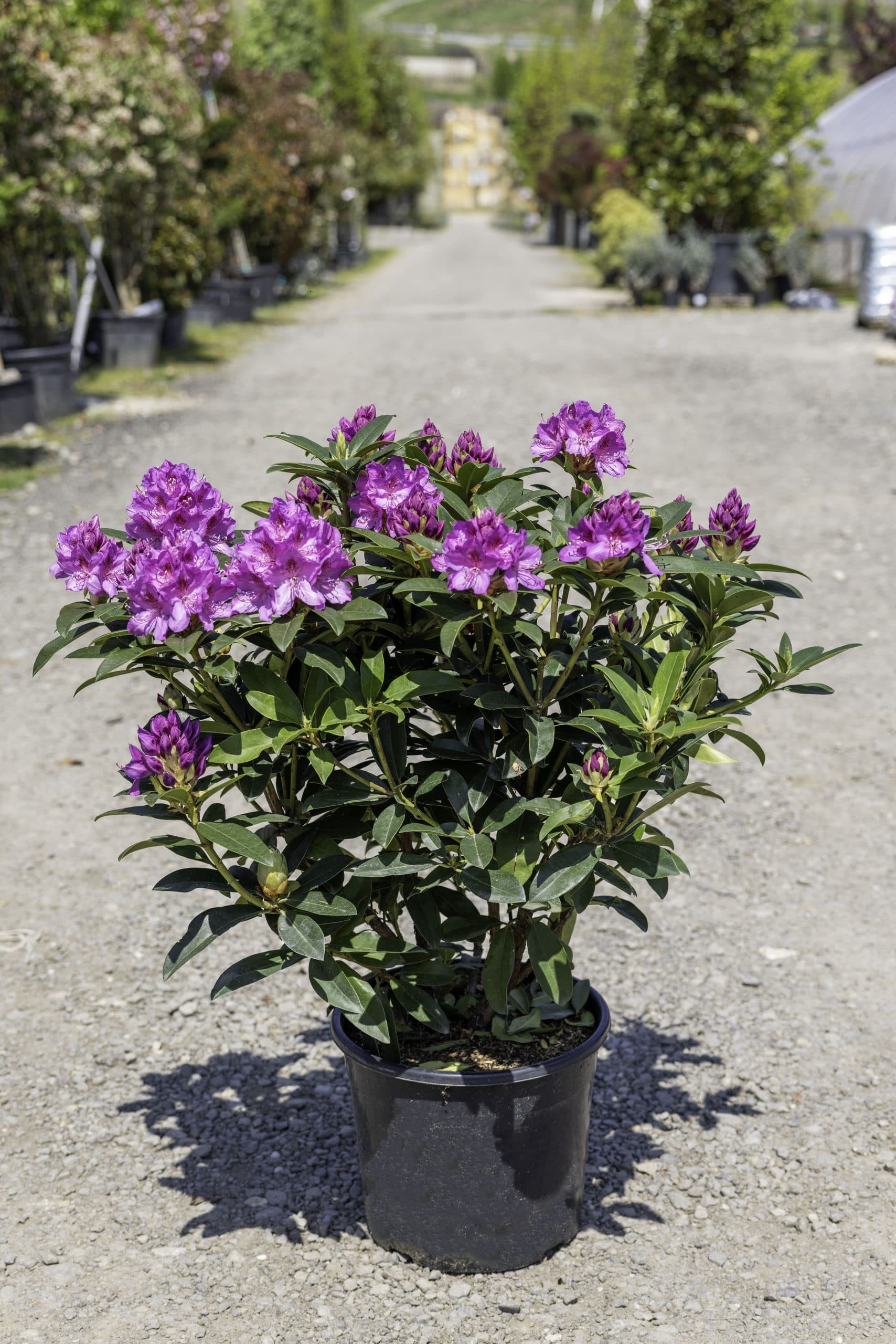 Rododendron cu flori mov — imagine 1