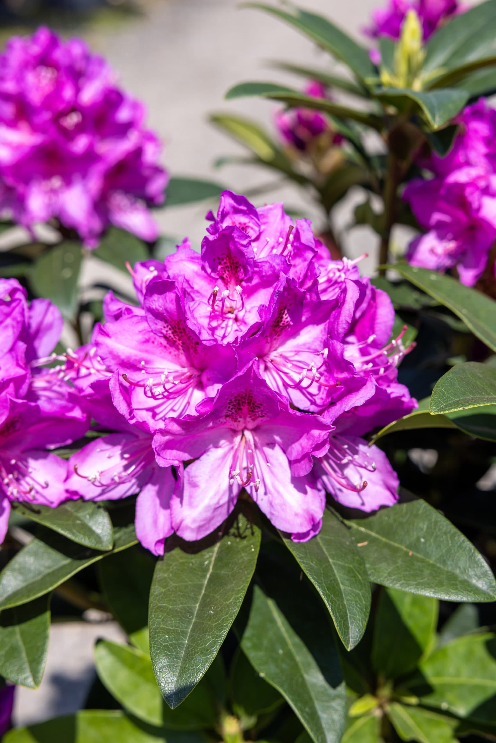 Rododendron cu flori mov thumbnail 3