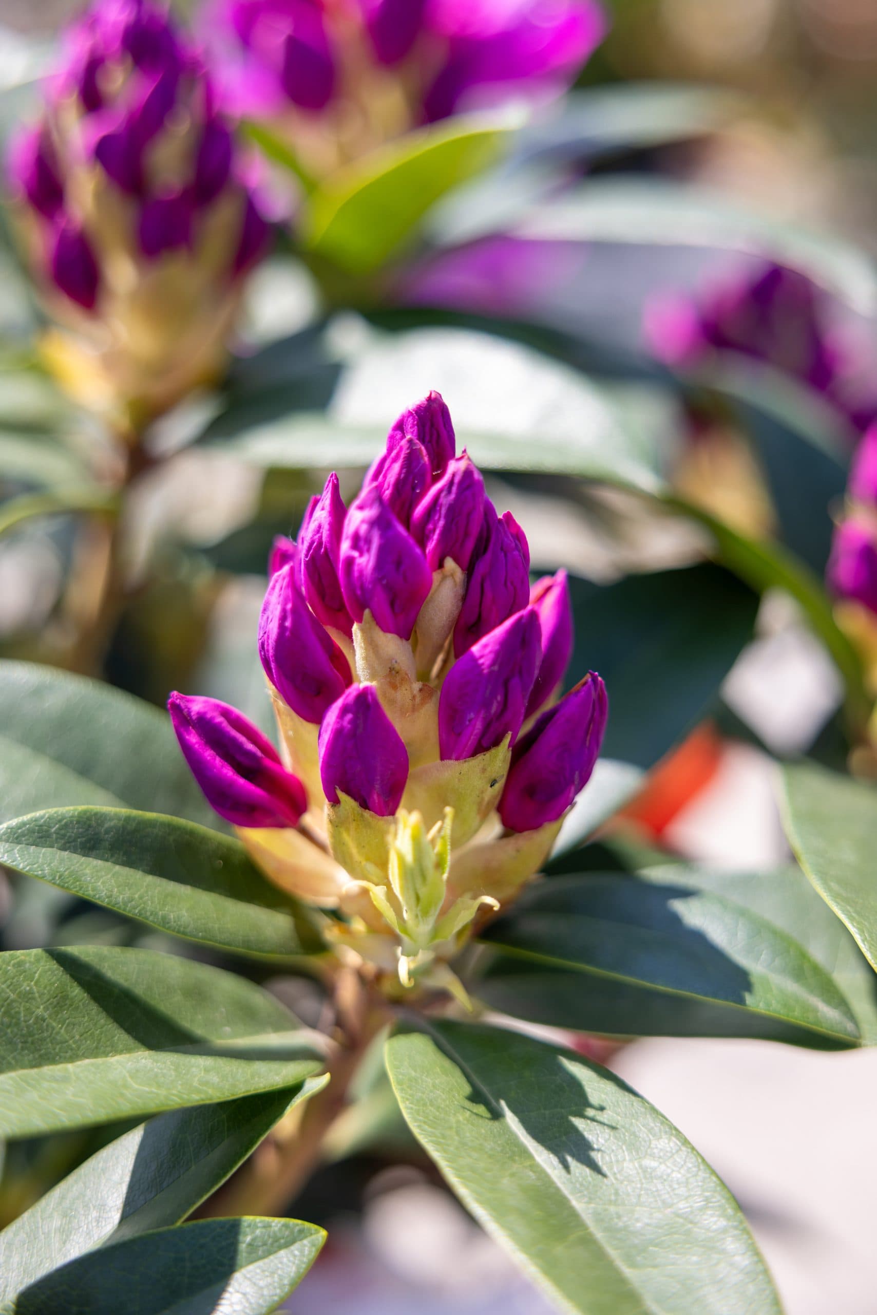 Rododendron cu flori mov thumbnail 2