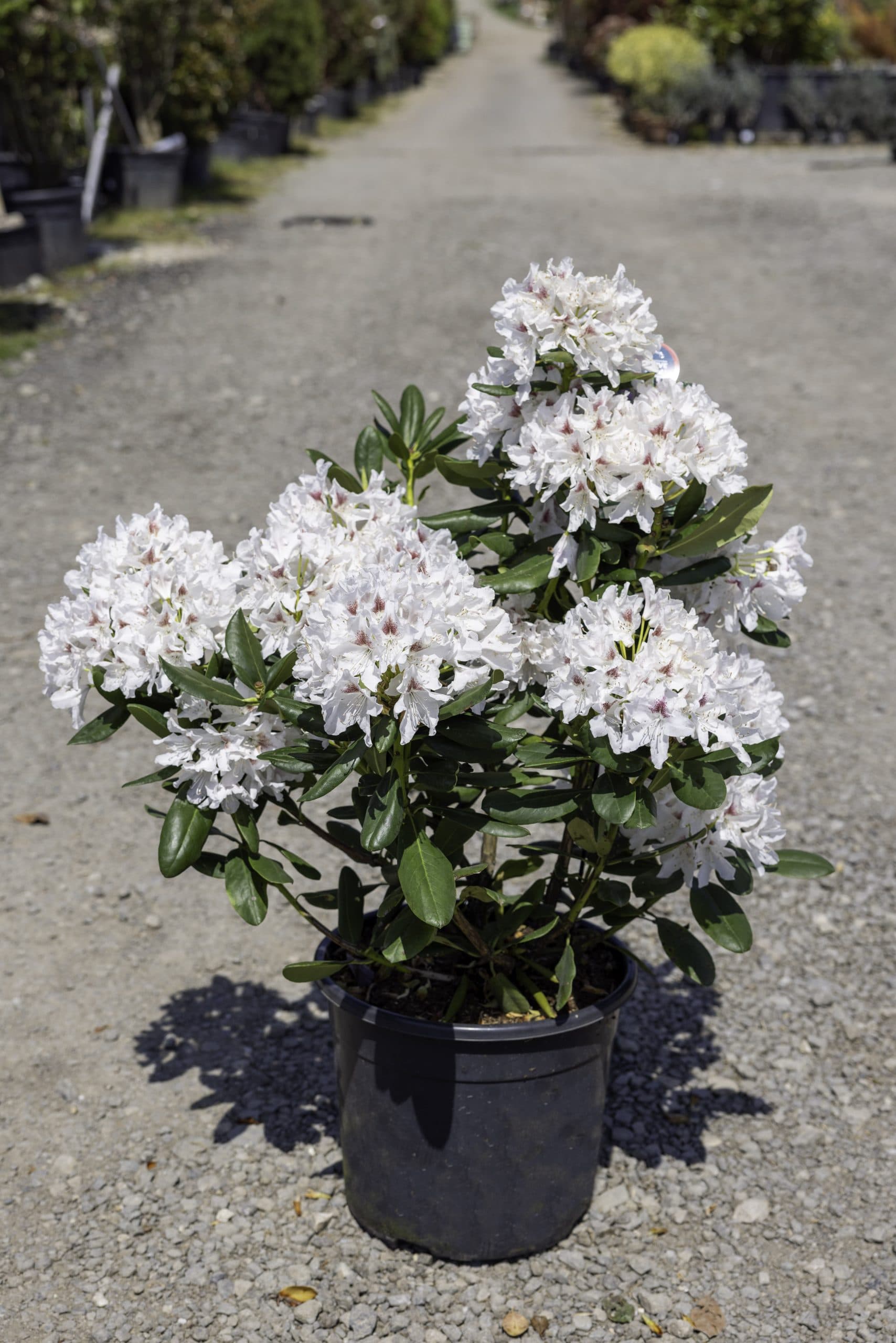 Rododendron bicolor thumbnail 2