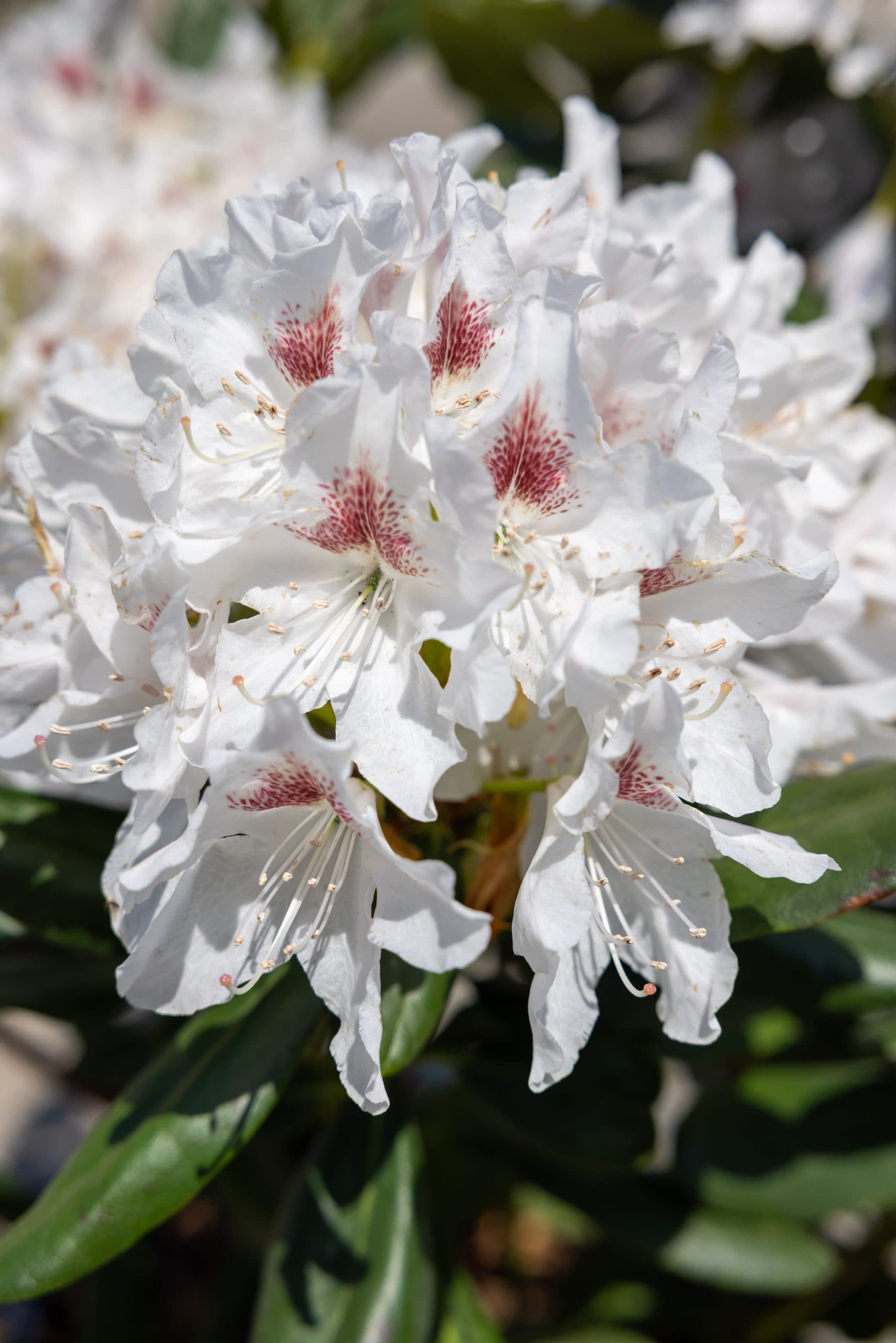 Rododendron bicolor thumbnail 3