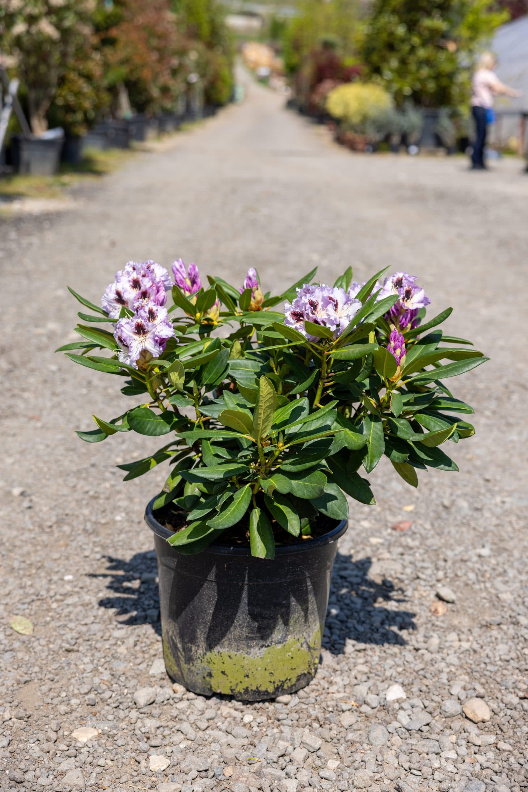 Rododendron bicolor thumbnail 4