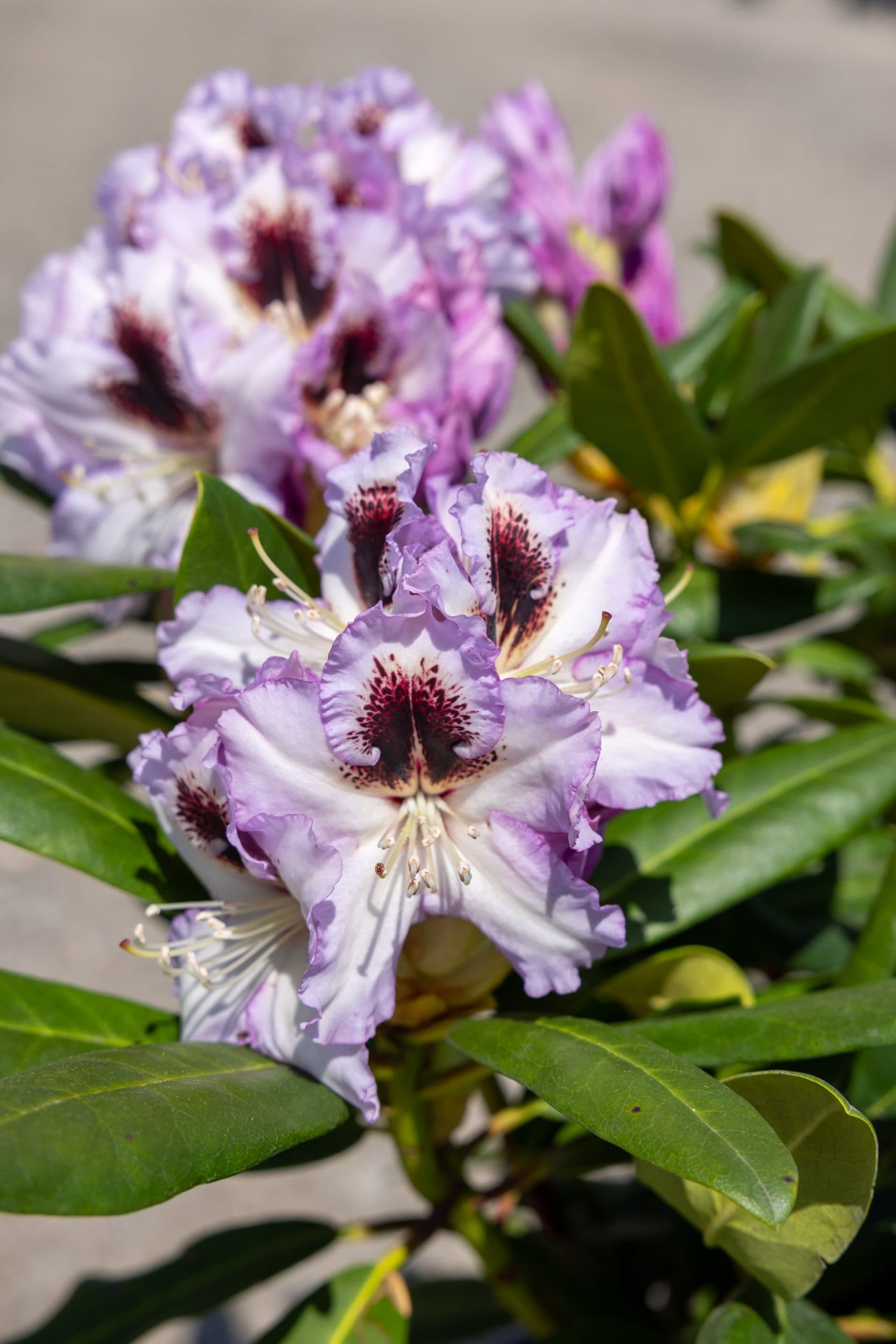 Rododendron bicolor thumbnail 5