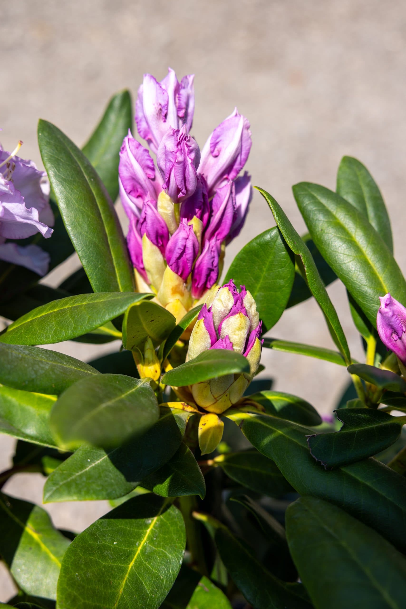 Rododendron bicolor thumbnail 6