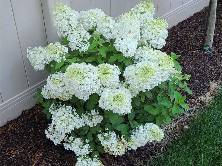 Hortensie 'Bobo' thumbnail 2