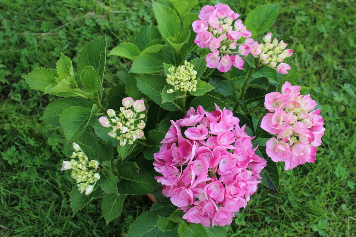 Hortensie de umbra thumbnail 3