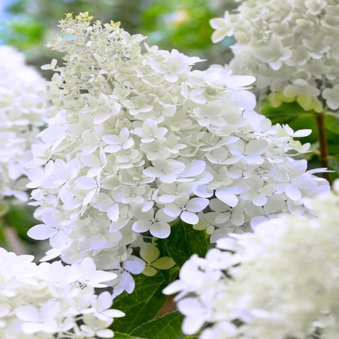 Hortensie - Ghiveci de 2l — imagine 1