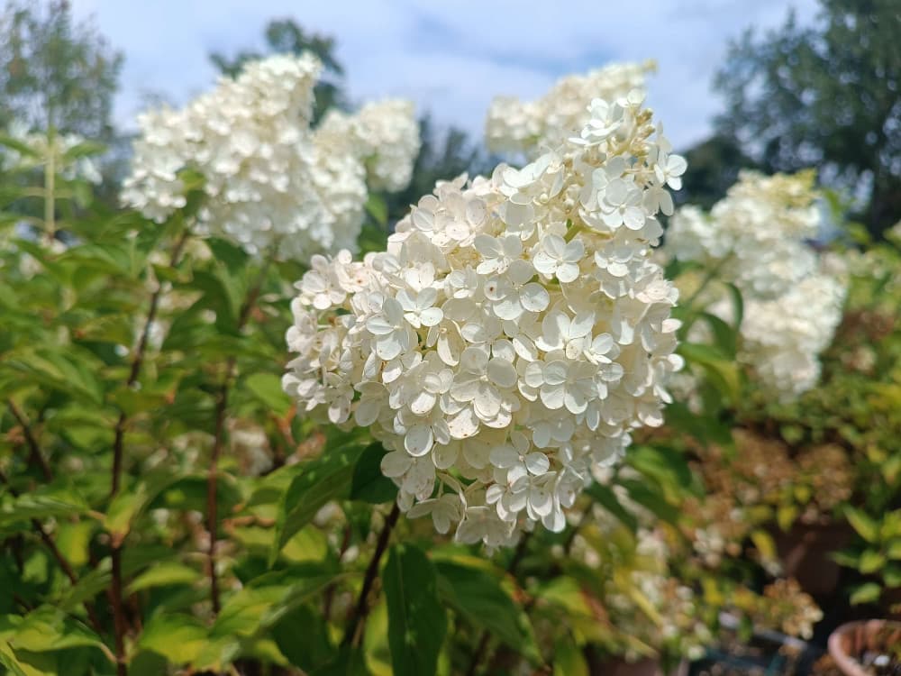 Hortensia - Ghiveci de 2l thumbnail 2