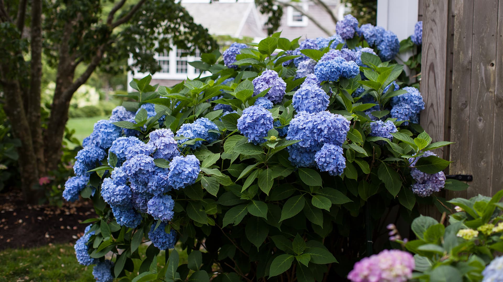 Hortensie de umbra thumbnail 2