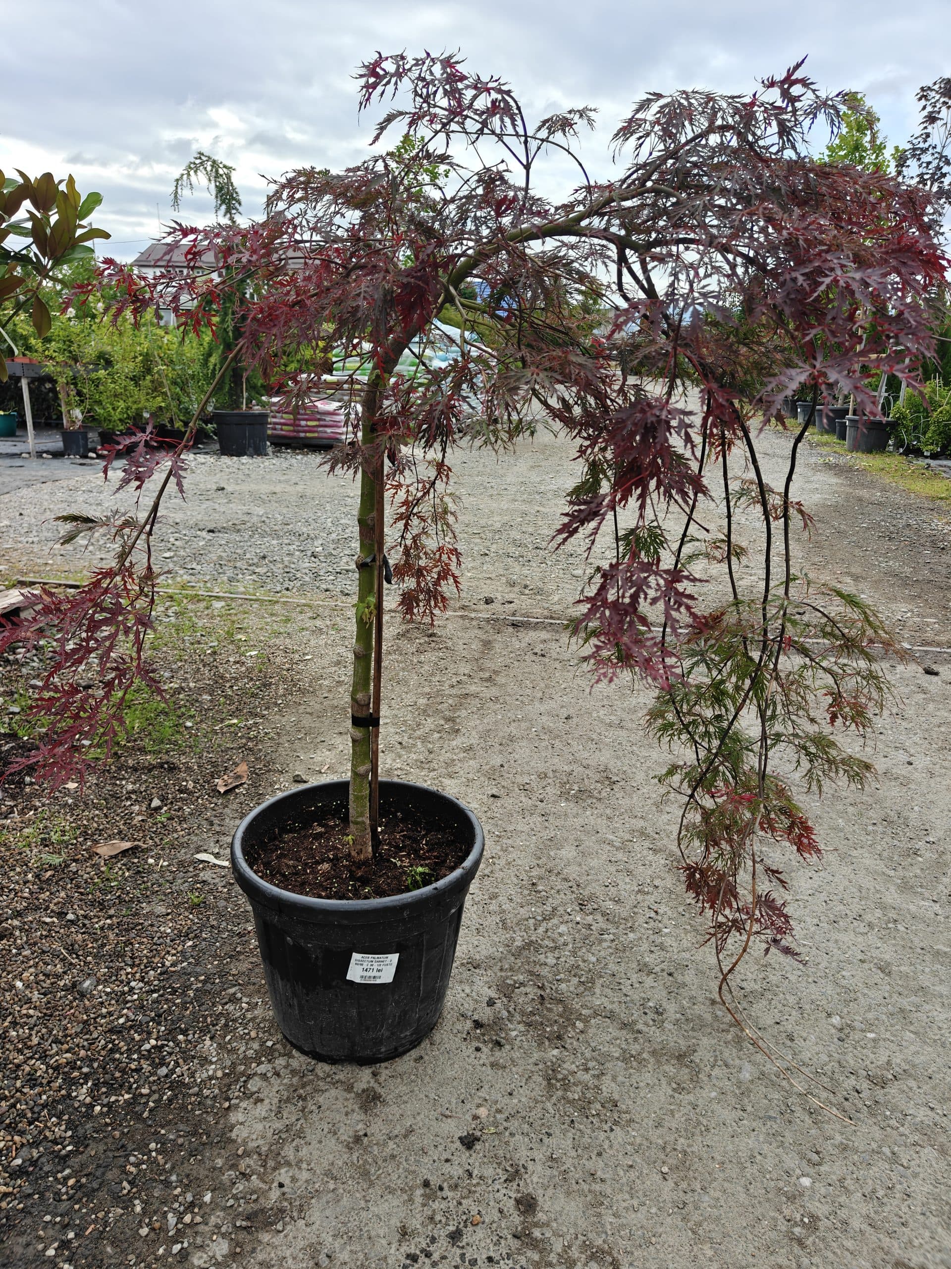 Artar japonez altoit