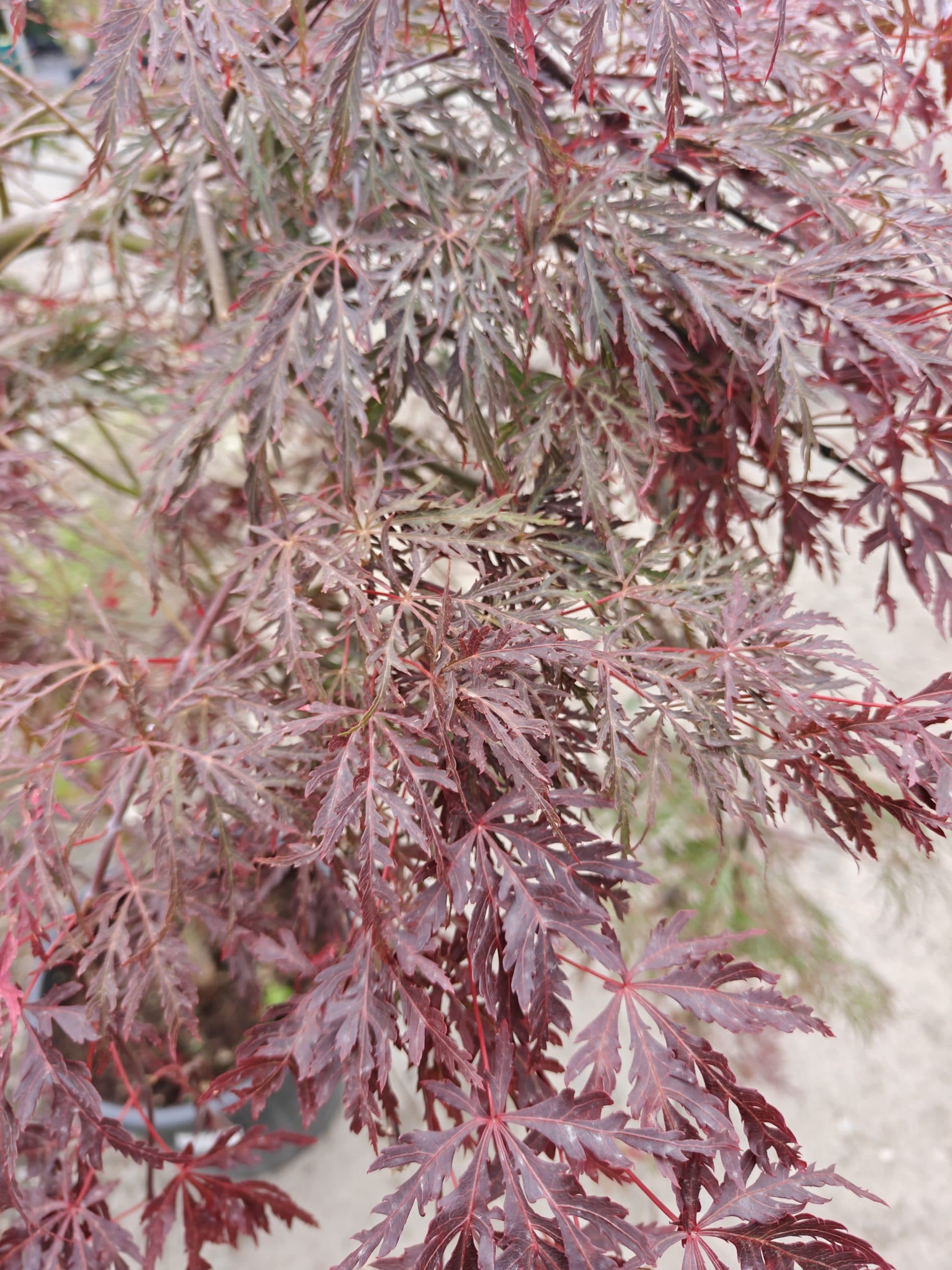 Artar japonez altoit thumbnail 2