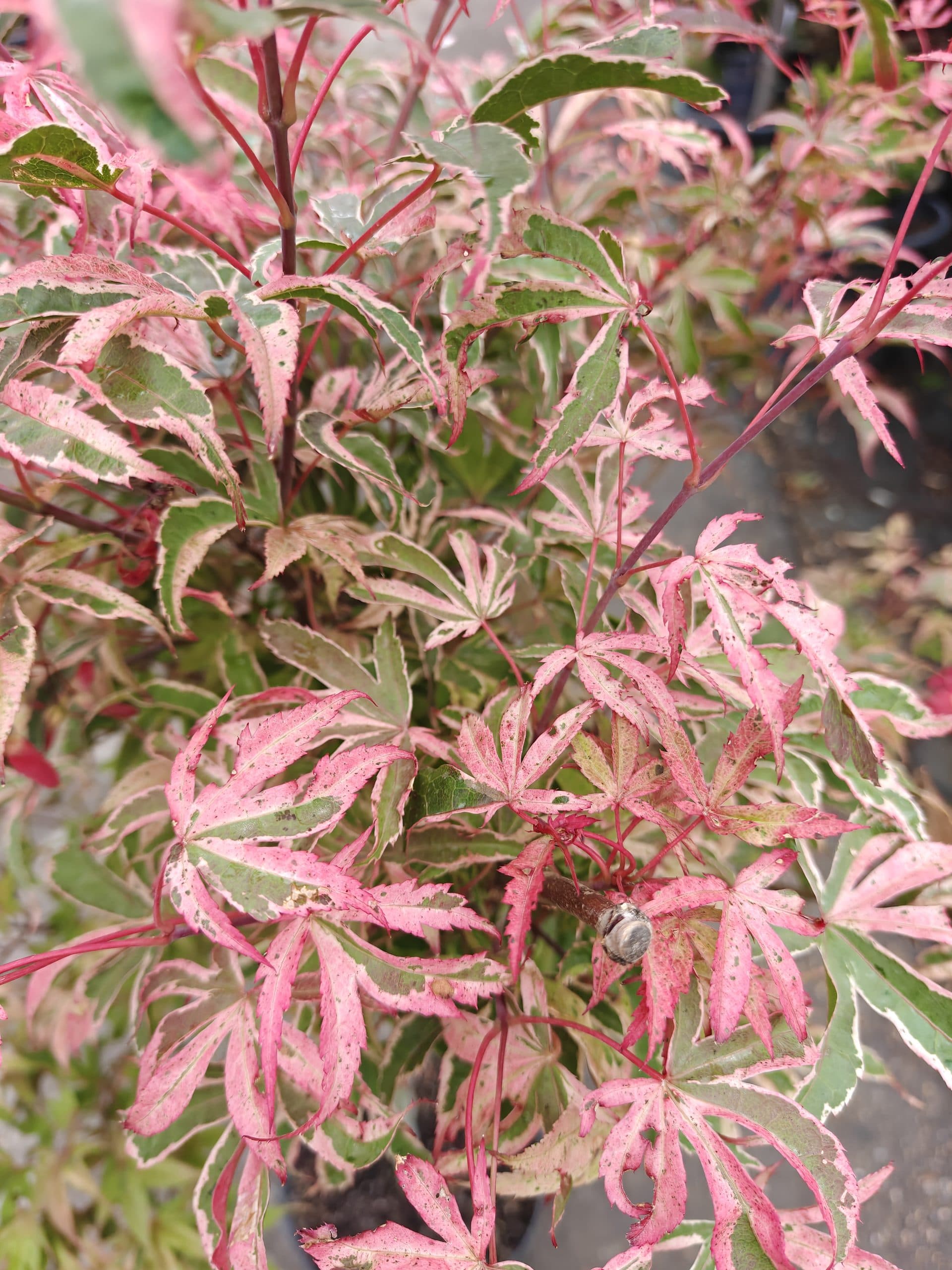 Artar japonez altoit thumbnail 2