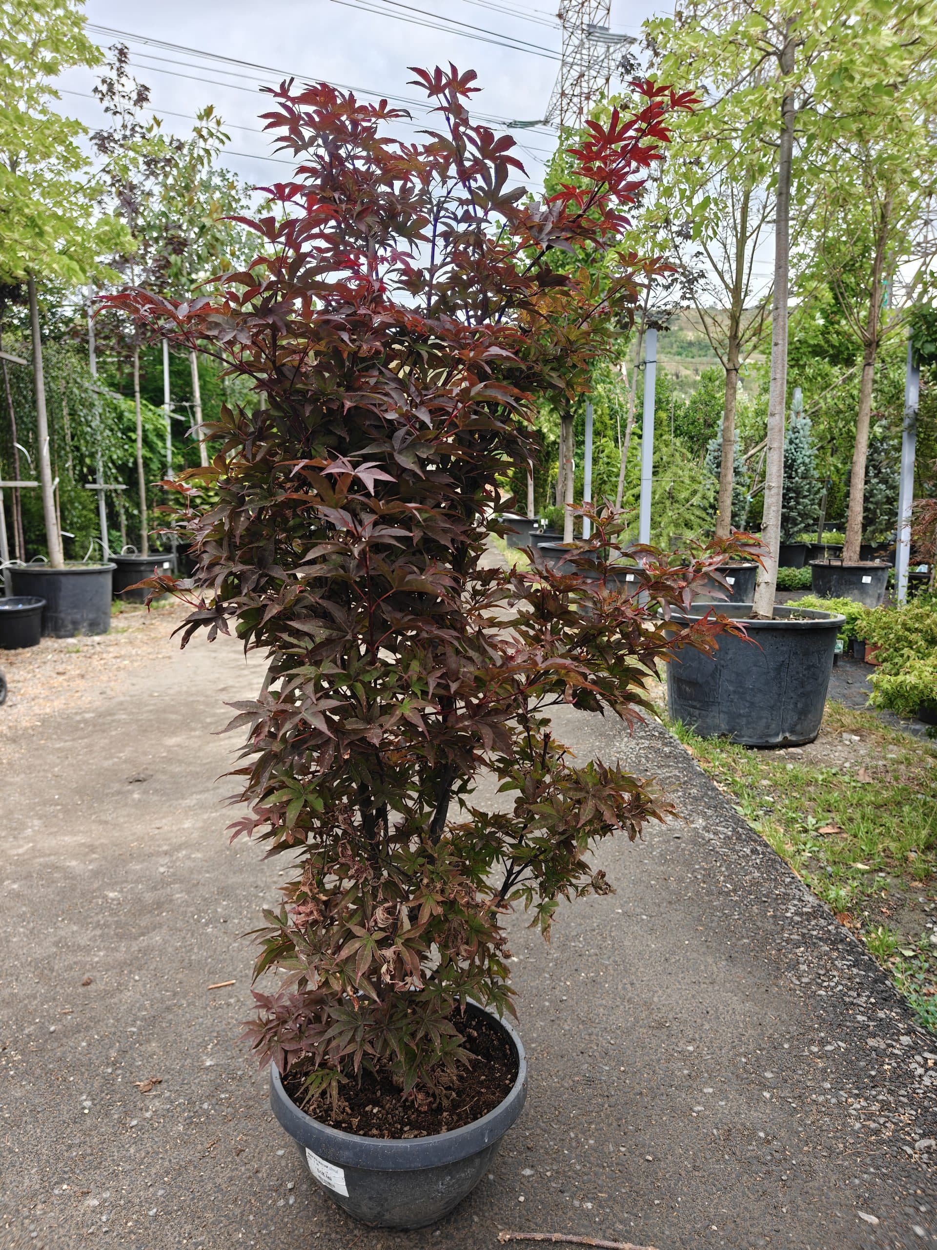 Artar japonez roșu pitic