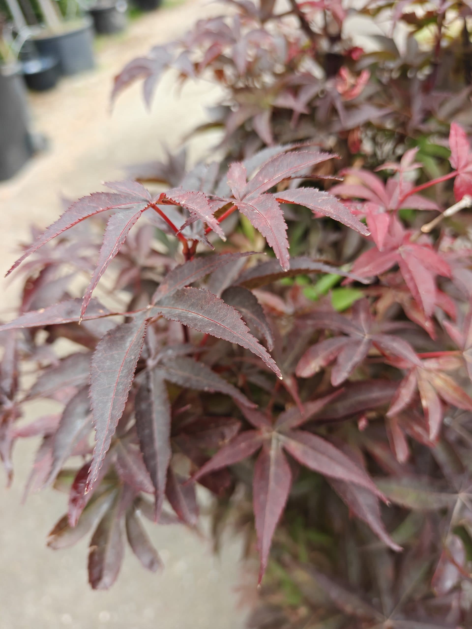 Artar japonez roșu pitic thumbnail 2