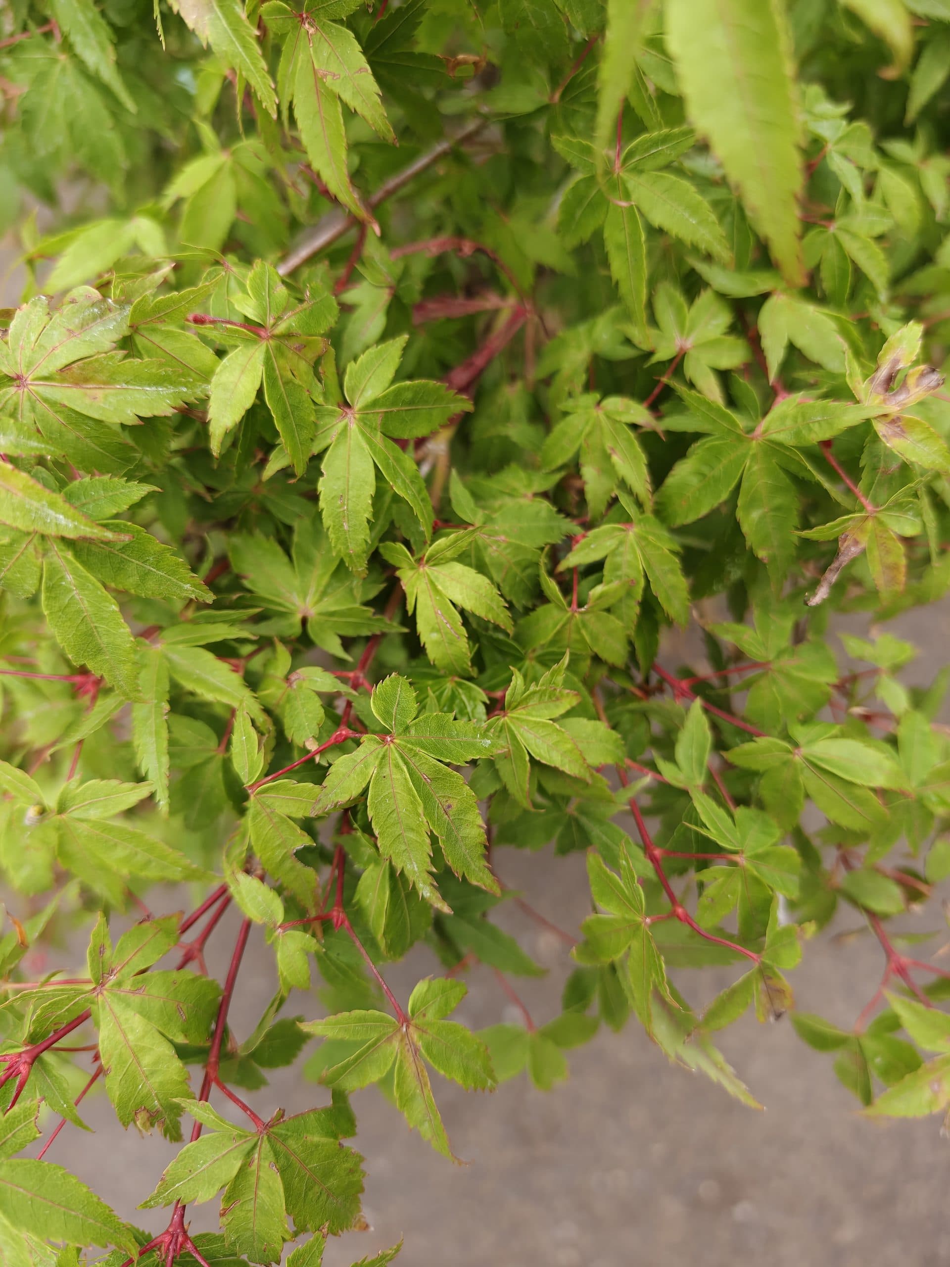 Artar japonez pitic altoit thumbnail 2