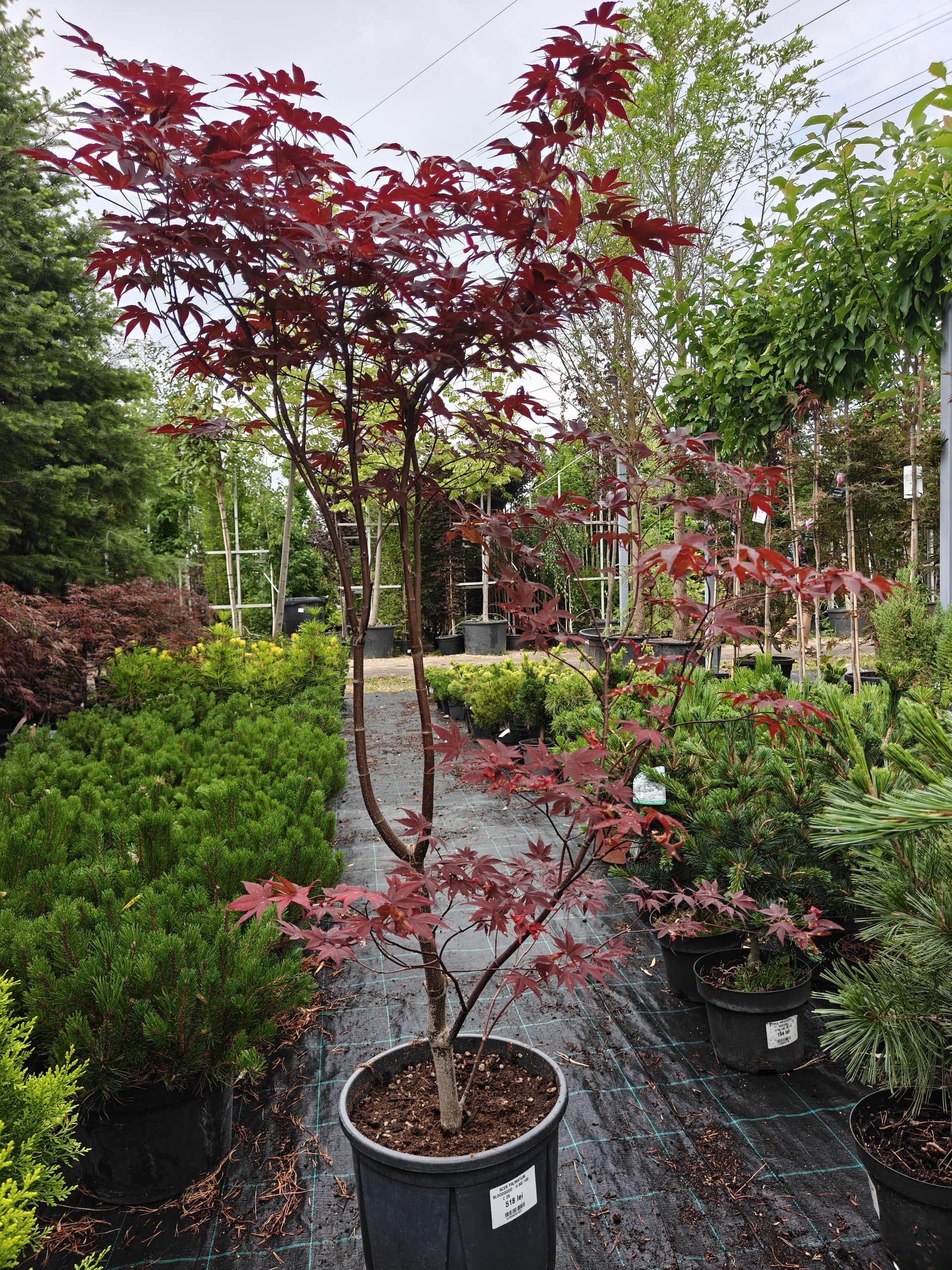 Artar japonez thumbnail 2