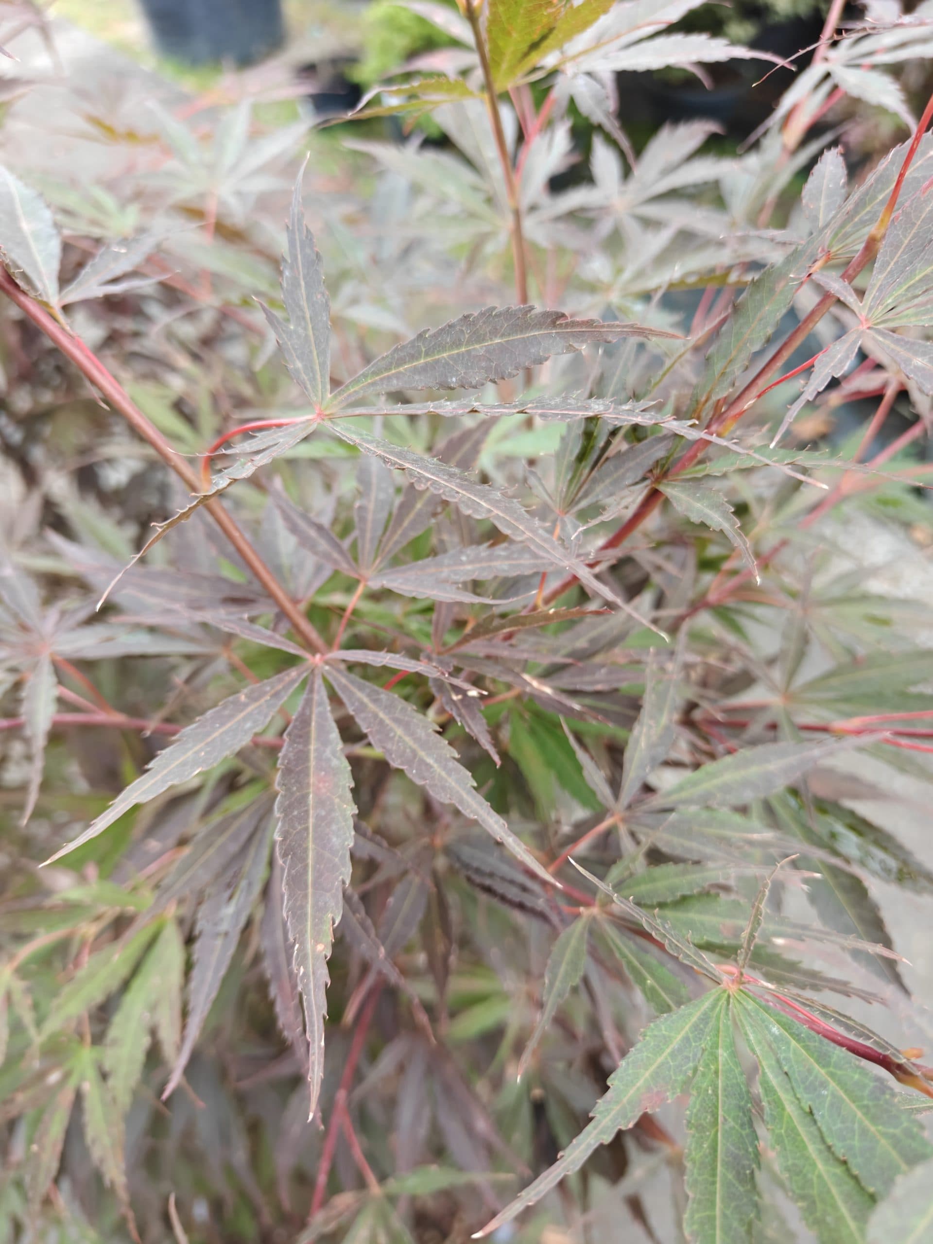 Artar japonez Suminagashi thumbnail 2