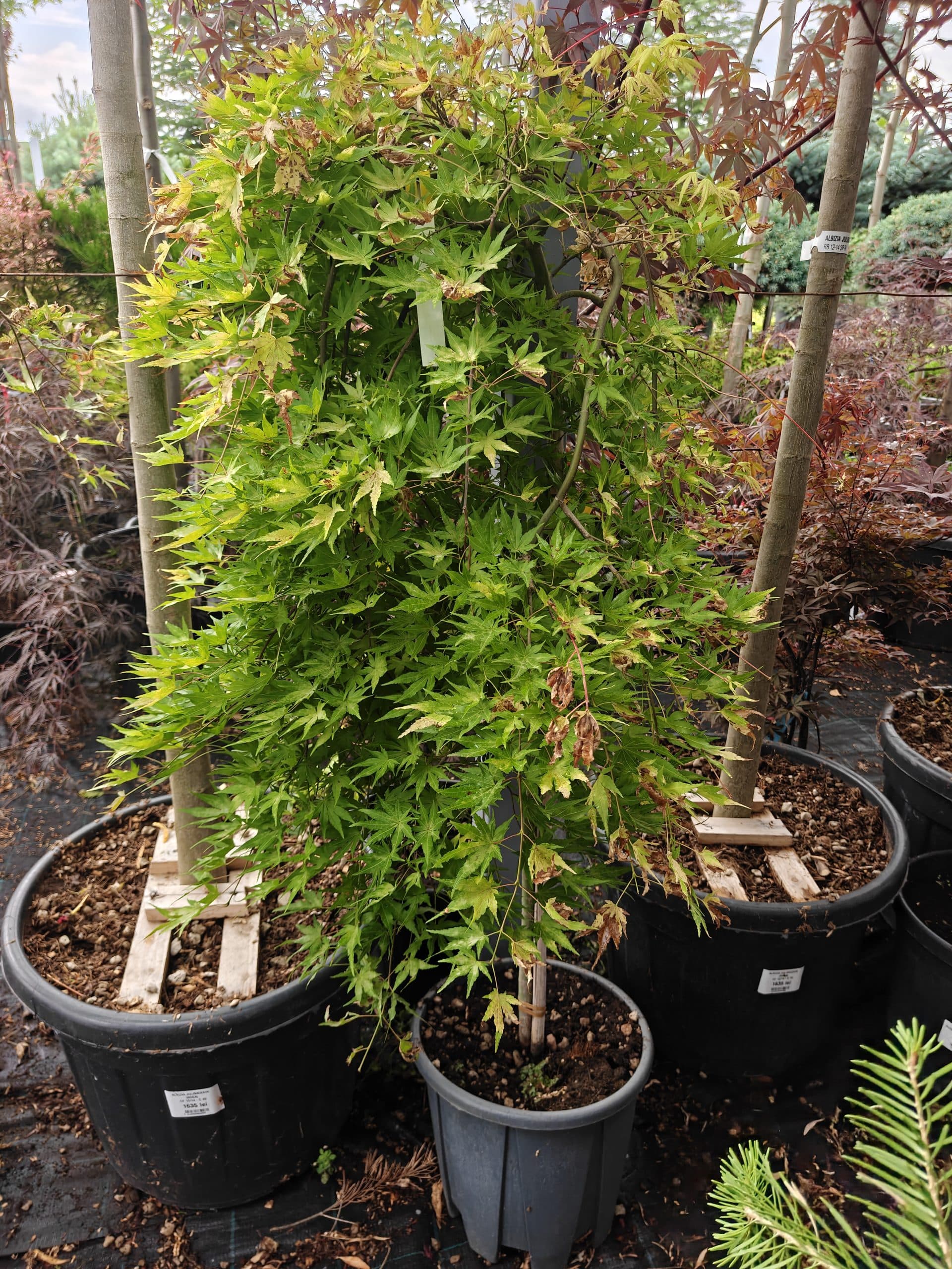 Artar japonez pendul altoit