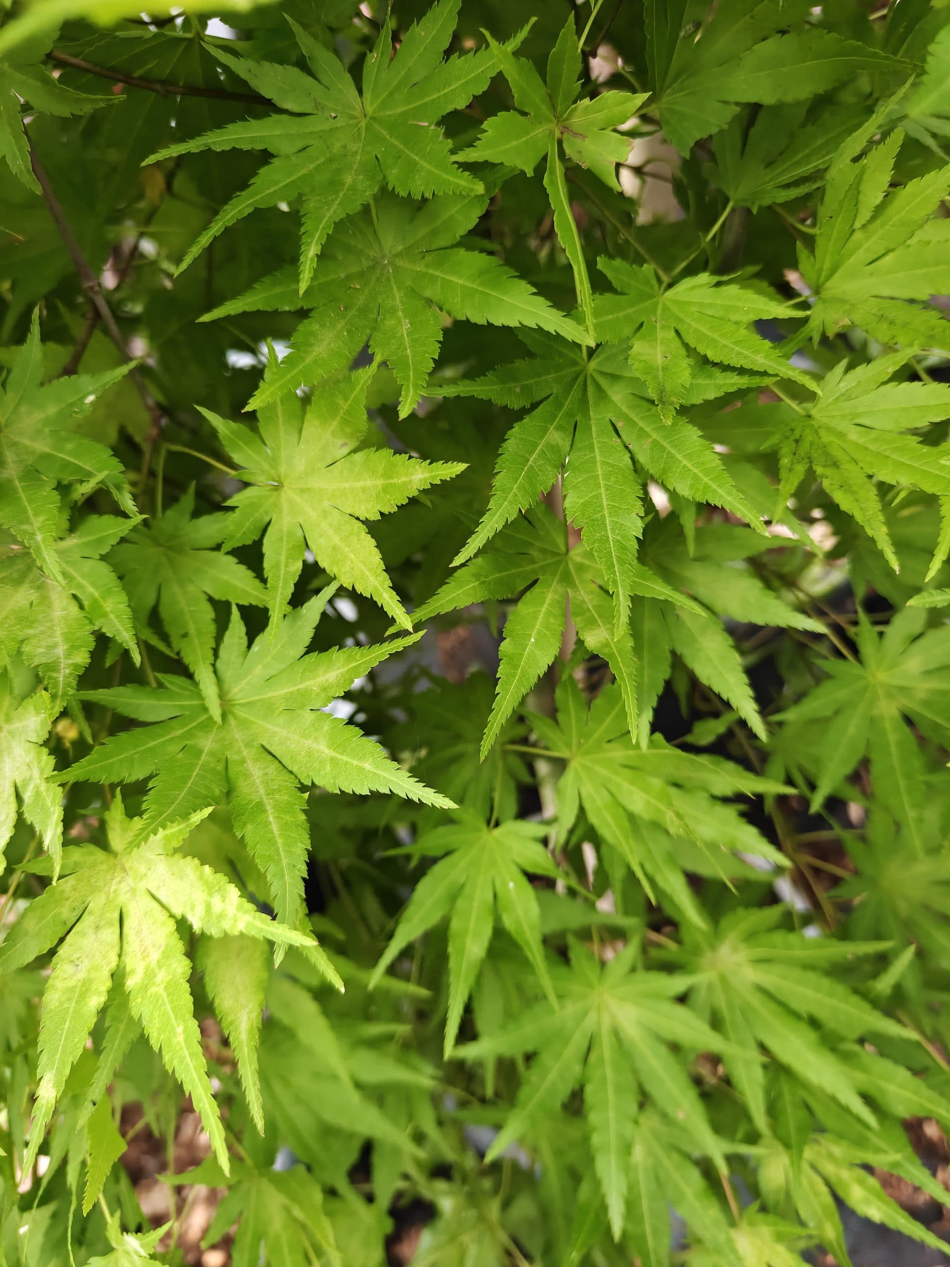 Artar japonez pendul altoit thumbnail 2