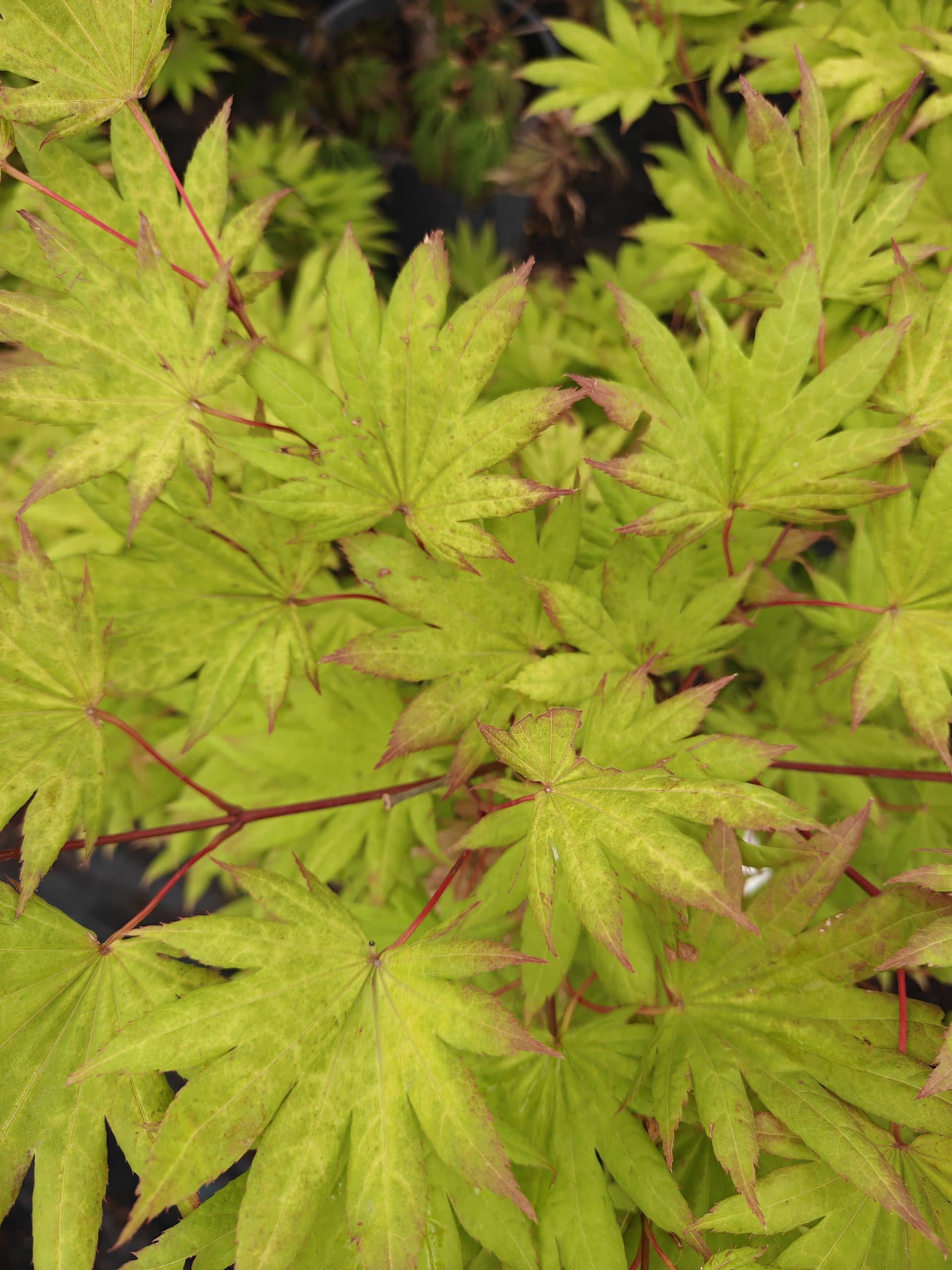 Artar japonez 'Moonrise' thumbnail 2