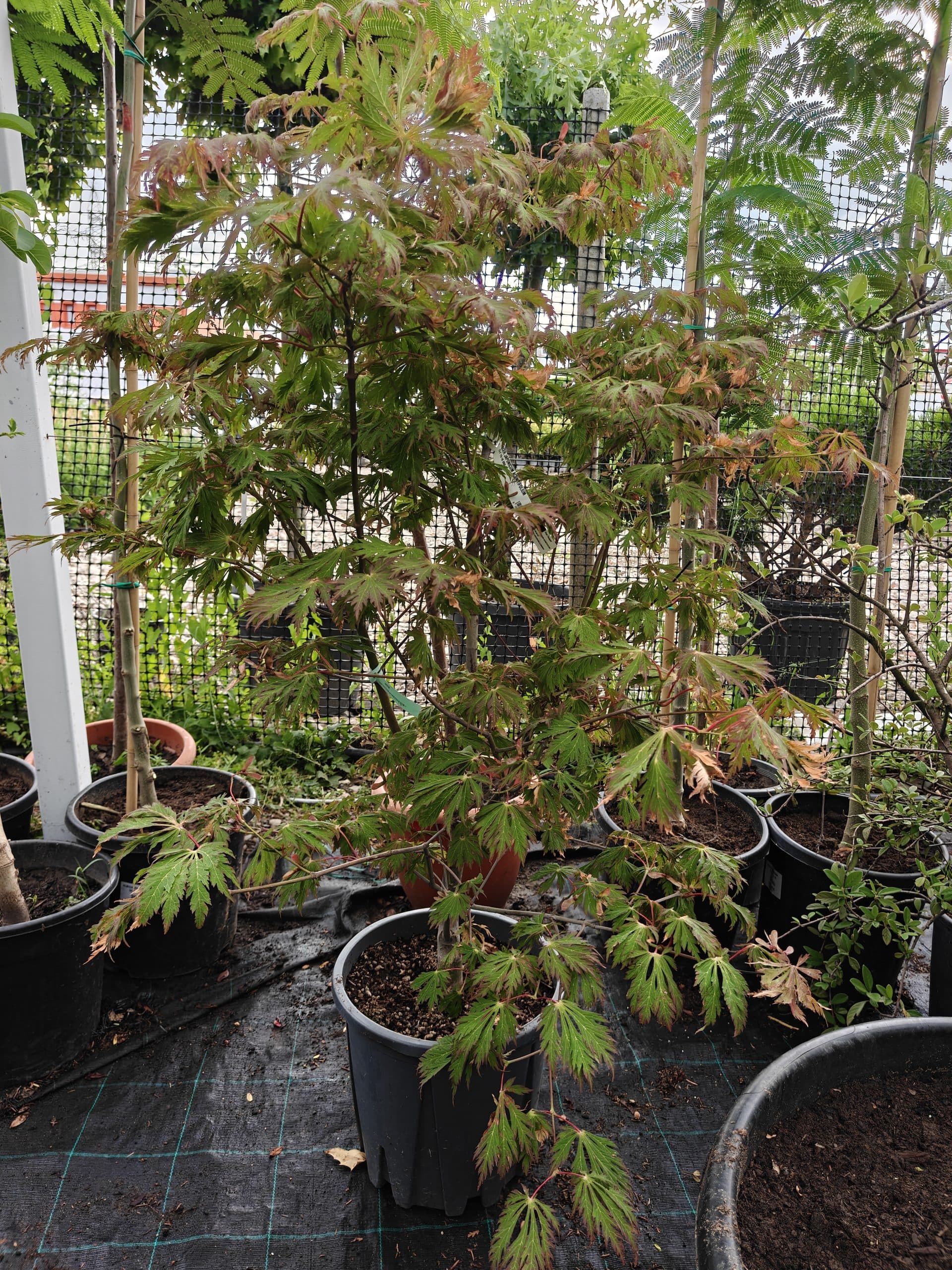 Arțar japonez 'Aconitifolium'