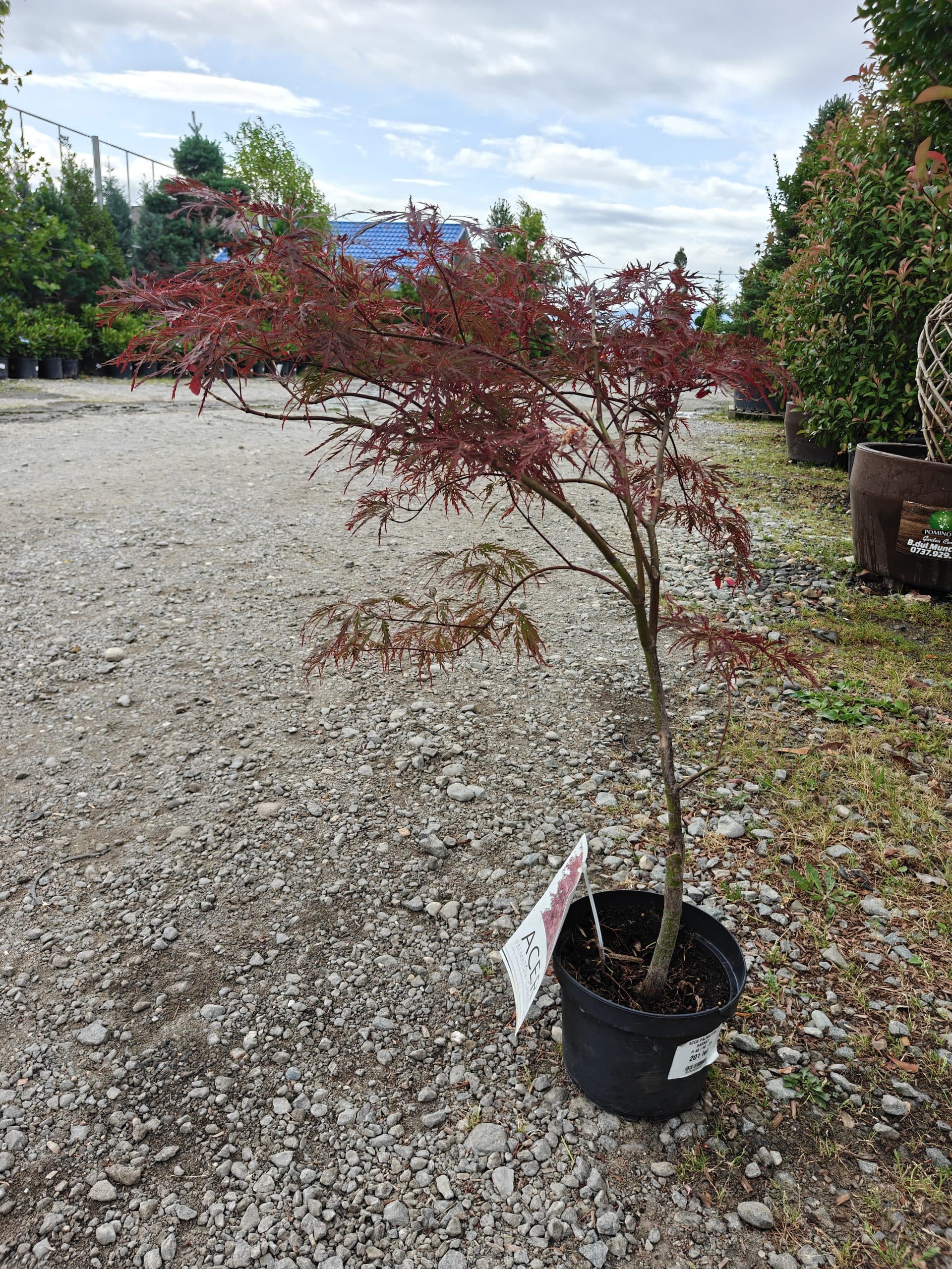 Artar japonez altoit