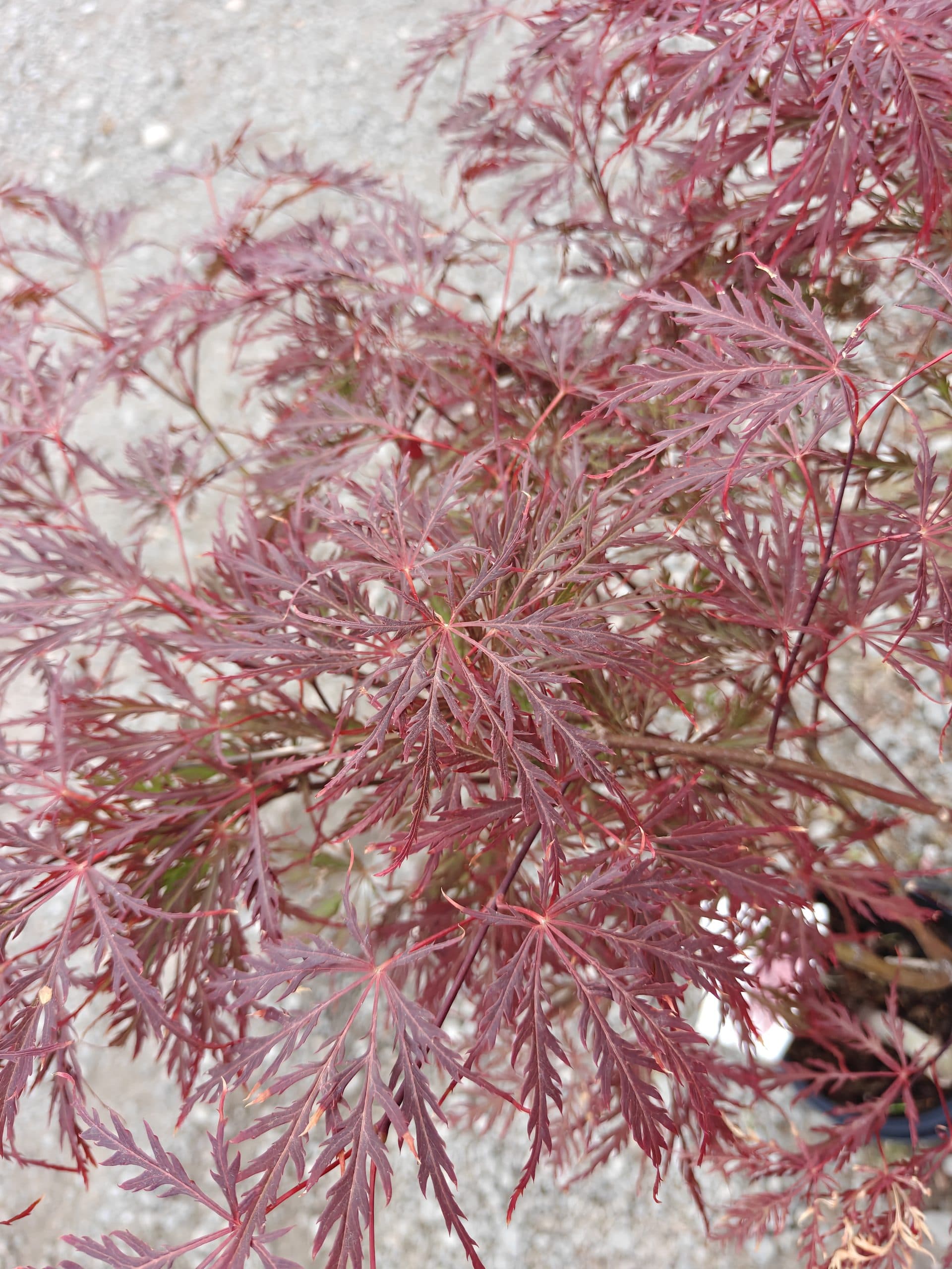 Artar japonez altoit thumbnail 2