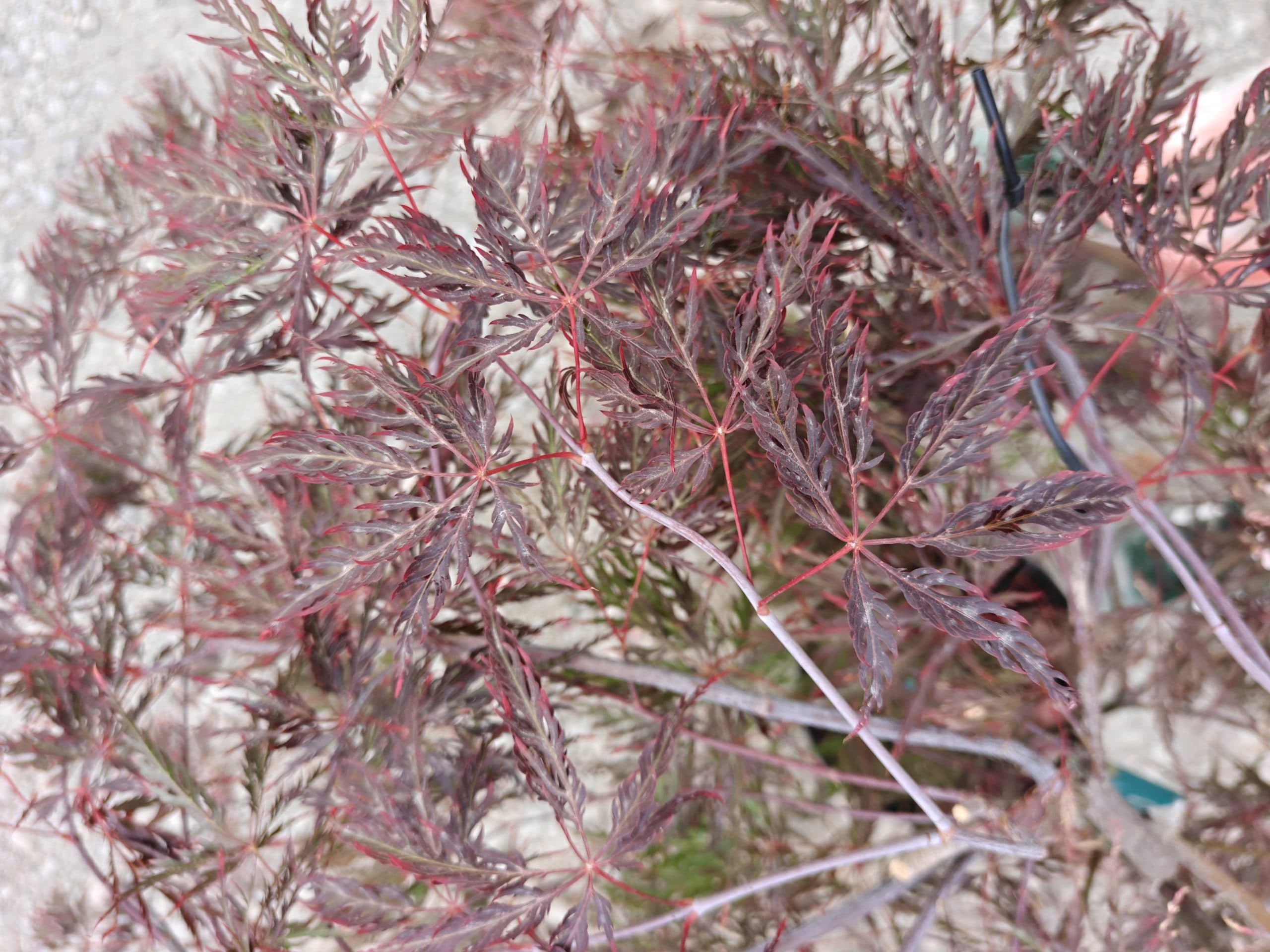 Artar japonez thumbnail 2