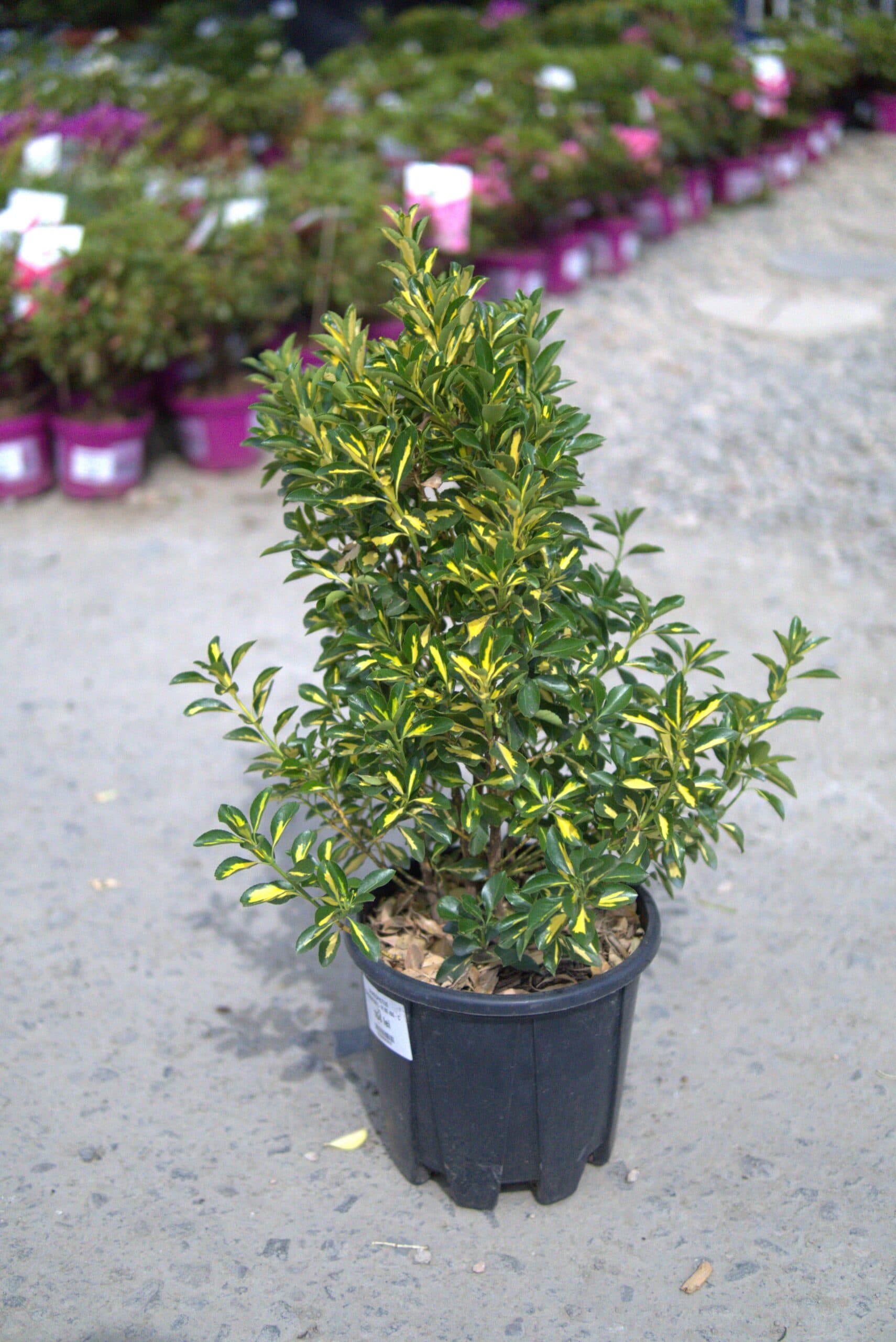 Euonymus japonicus mixt thumbnail 4
